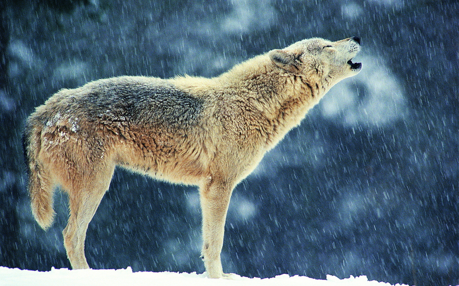 278701壁紙のダウンロード動物, 狼, ハウリング, オオカミ-スクリーンセーバーと写真を無料で