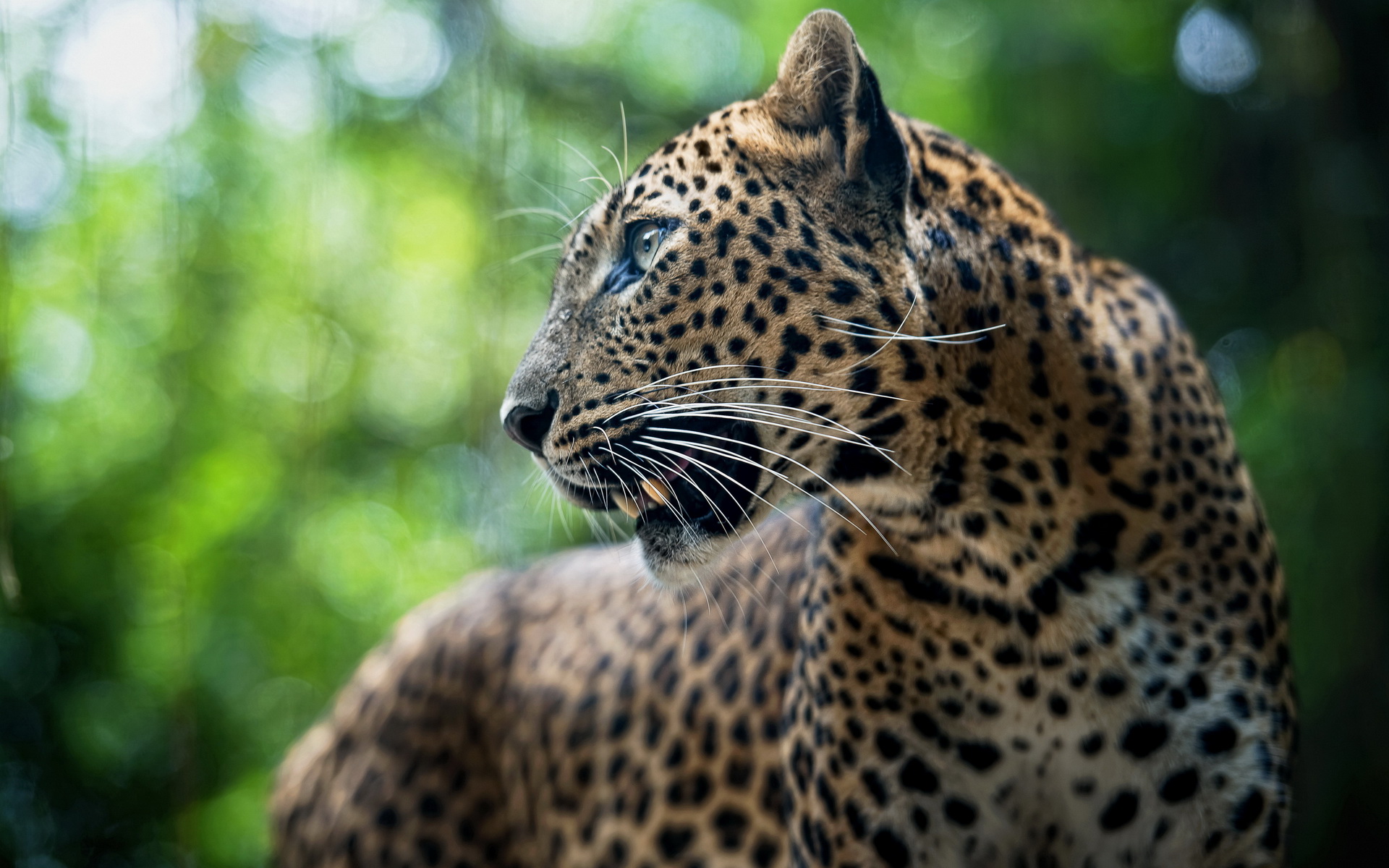 Free download wallpaper Jaguar, Animal on your PC desktop