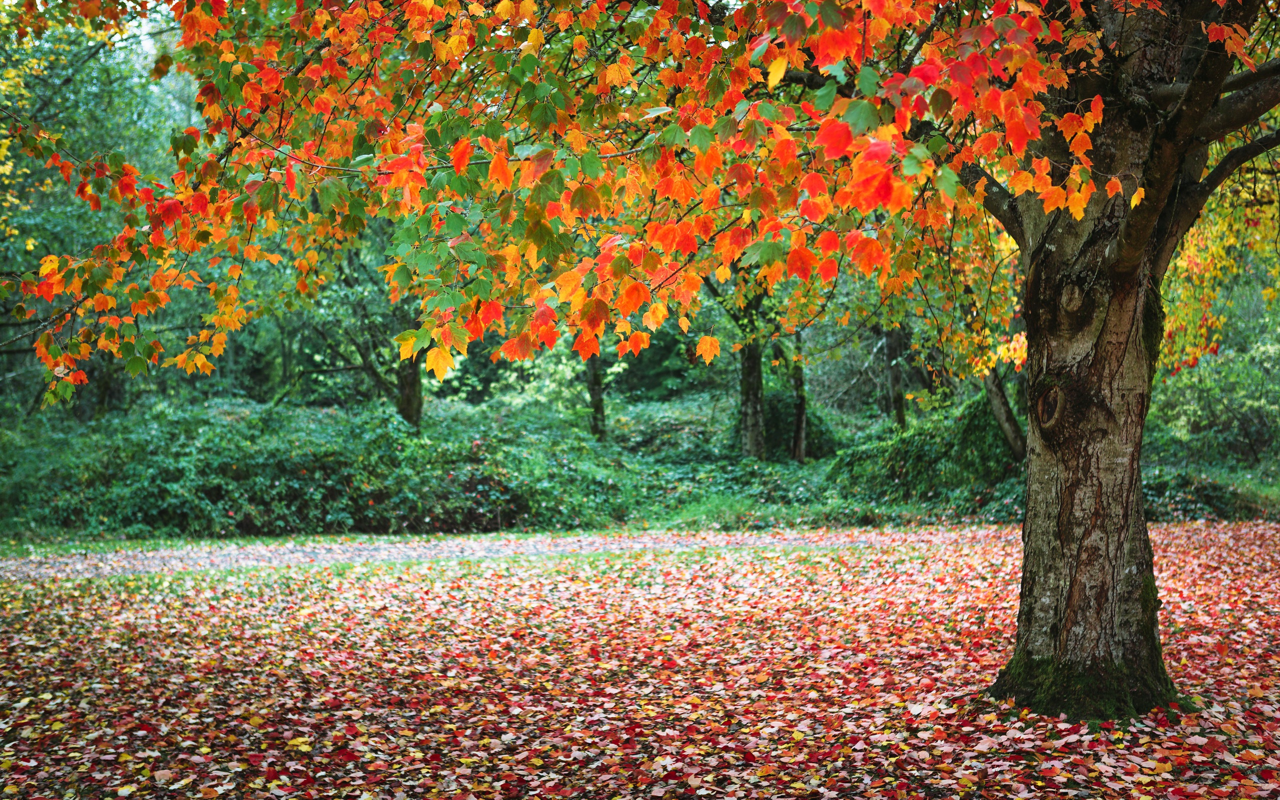 Скачать картинку Природа, Деревья, Осень, Дерево, Листва, Земля/природа в телефон бесплатно.
