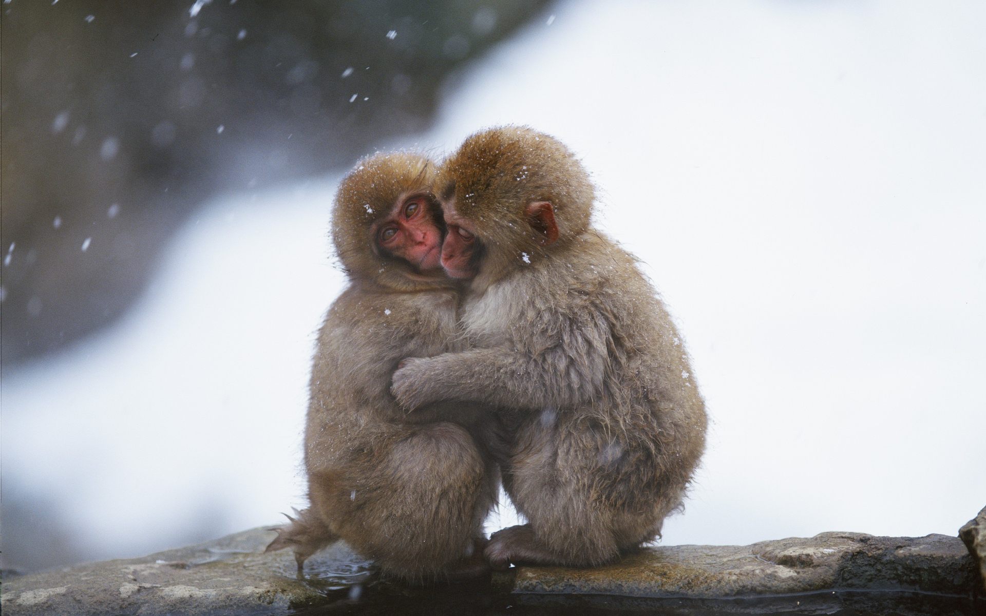 Free download wallpaper Animal, Hug, Japanese Macaque on your PC desktop