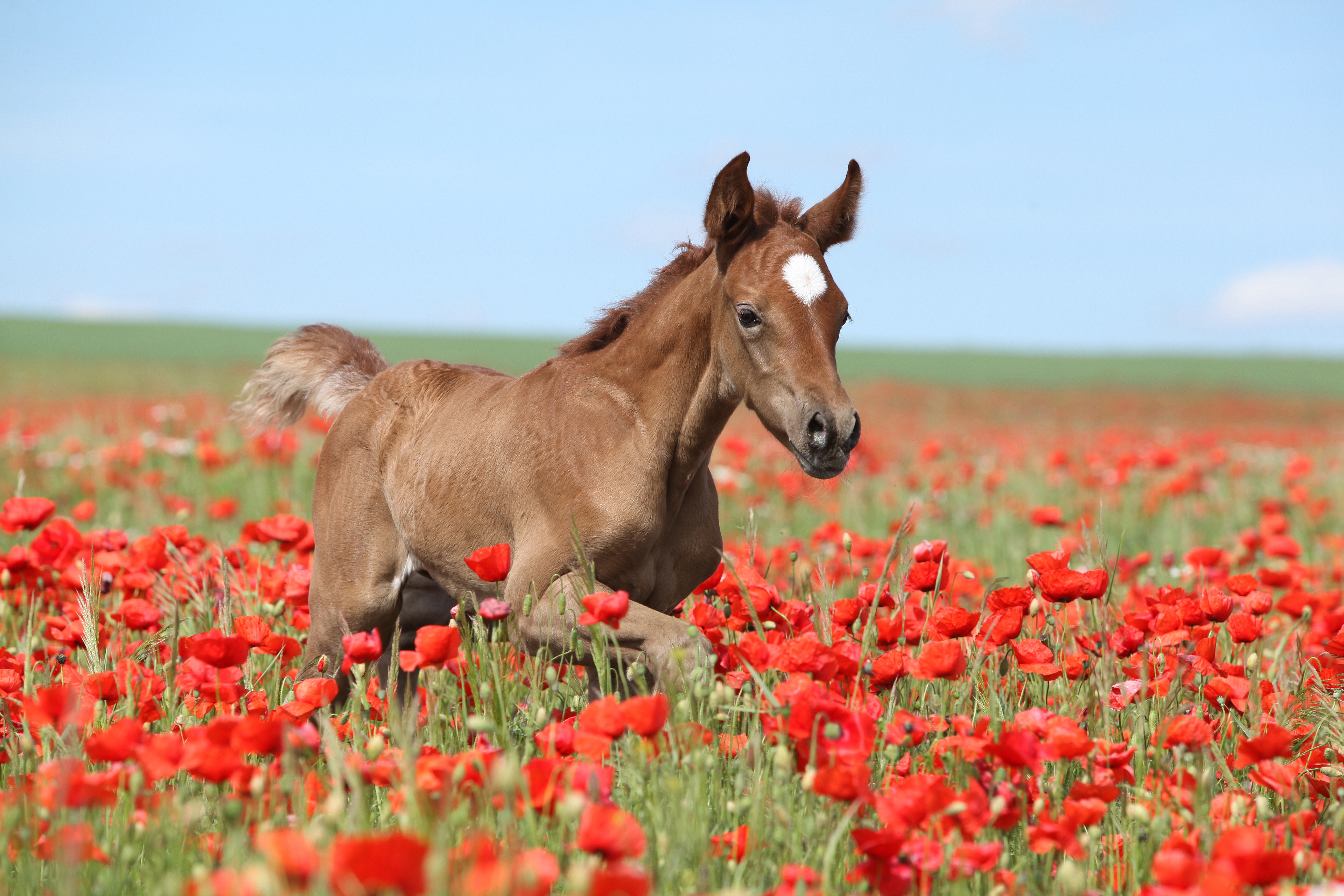 924616 скачать обои животные, лошадь, детеныш животного, цветок, жеребенок, мак, красный цветок, лето - заставки и картинки бесплатно