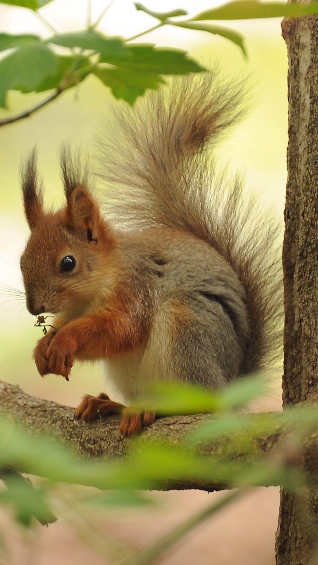 Download mobile wallpaper Squirrel, Branch, Animal, Trunk for free.