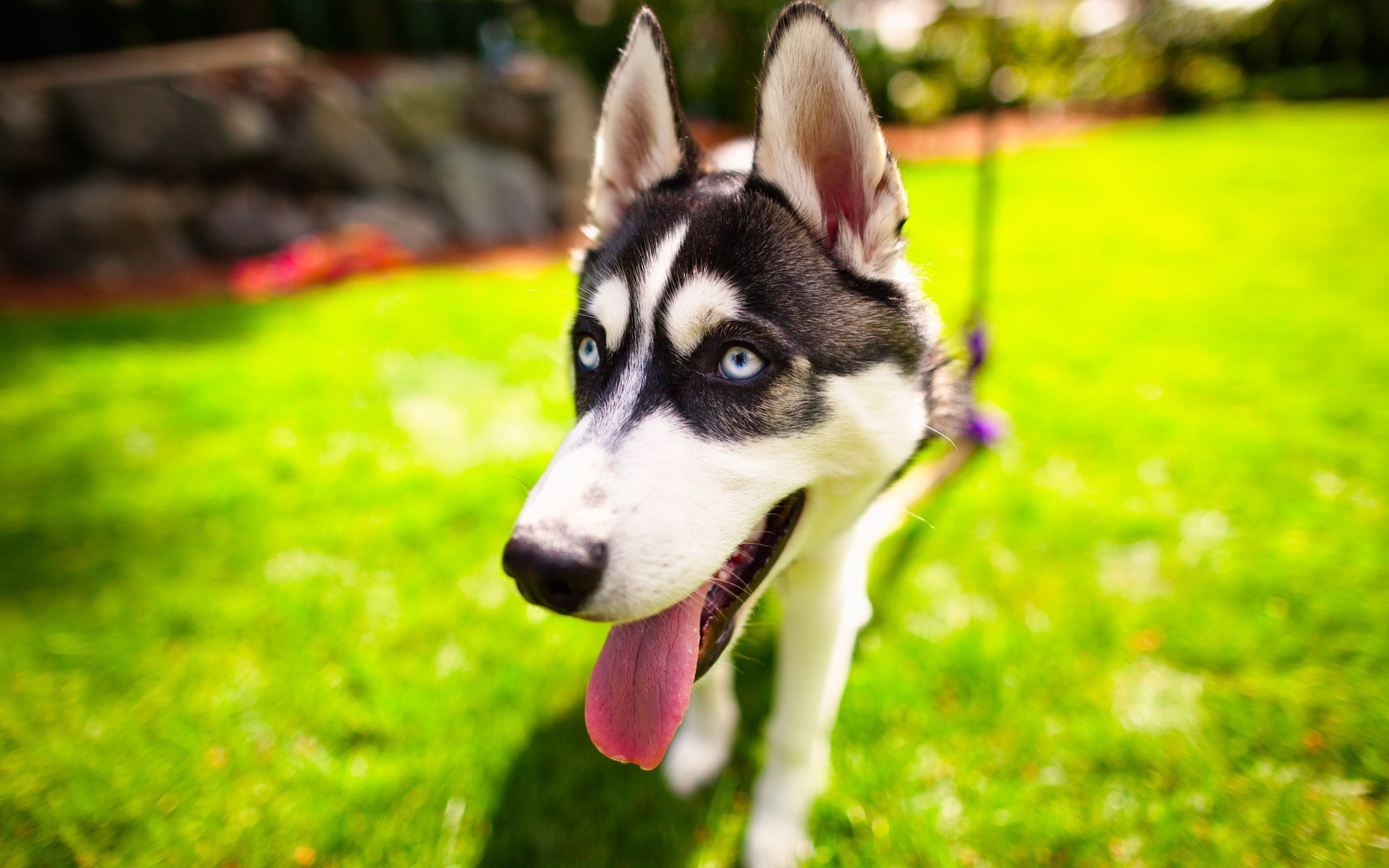 Laden Sie das Tiere, Hunde, Hund, Süß, Welpen, Auge-Bild kostenlos auf Ihren PC-Desktop herunter