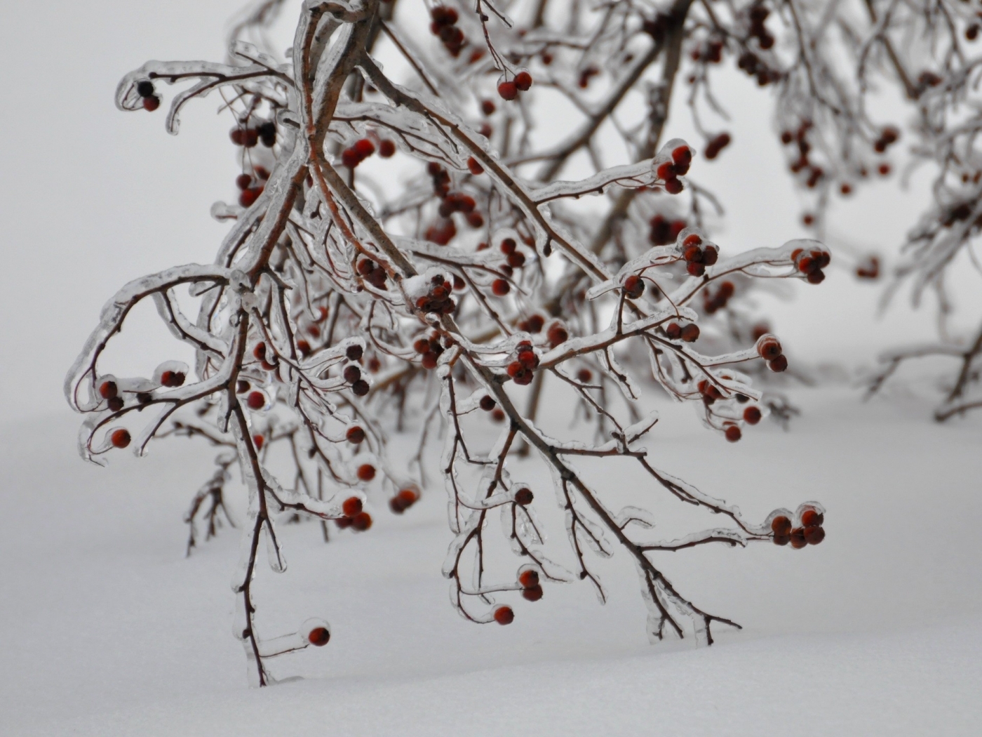 Baixe gratuitamente a imagem Plantas, Inverno, Árvores na área de trabalho do seu PC