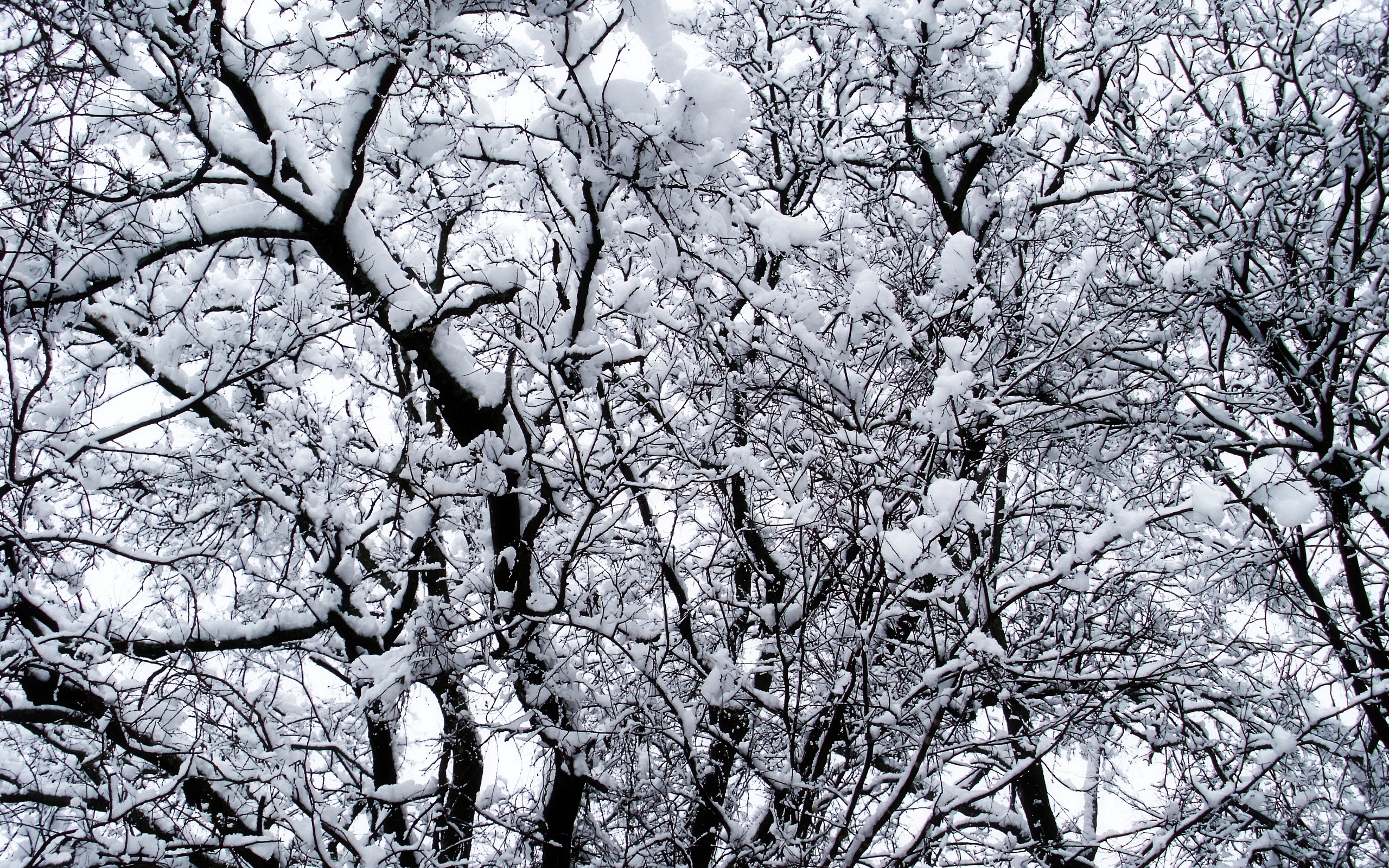 Скачать обои бесплатно Зима, Снег, Дерево, Ветка, Земля/природа картинка на рабочий стол ПК