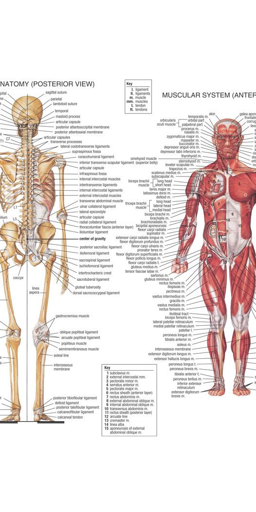 Desktop wallpaper: Artistic, Anatomy 4K free download for PC. 532228