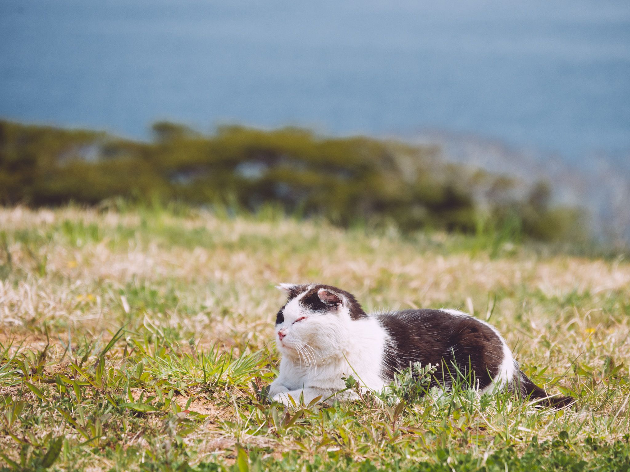 PCデスクトップに動物, ネコ, 猫画像を無料でダウンロード