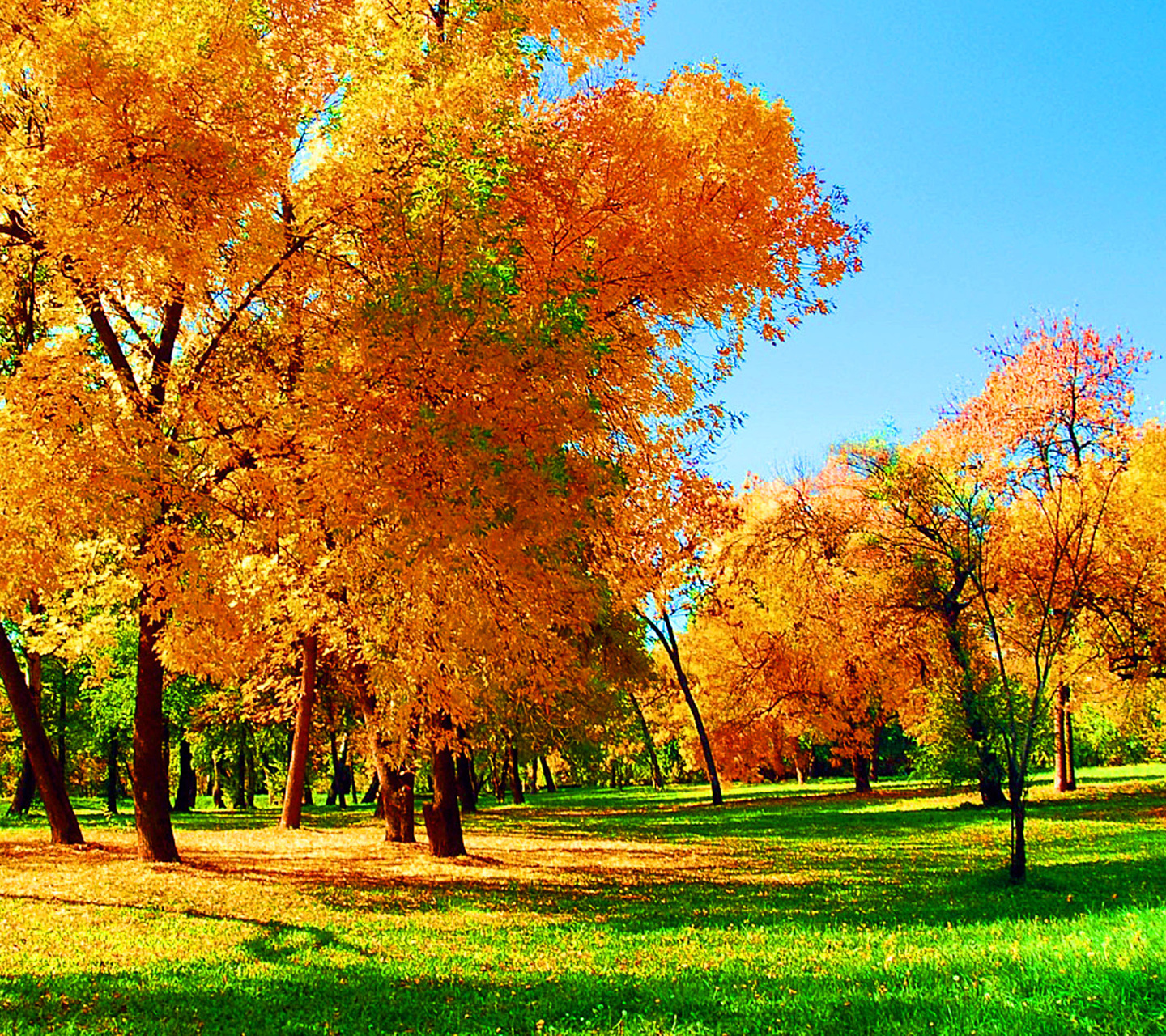 autumn, landscape, trees, grass