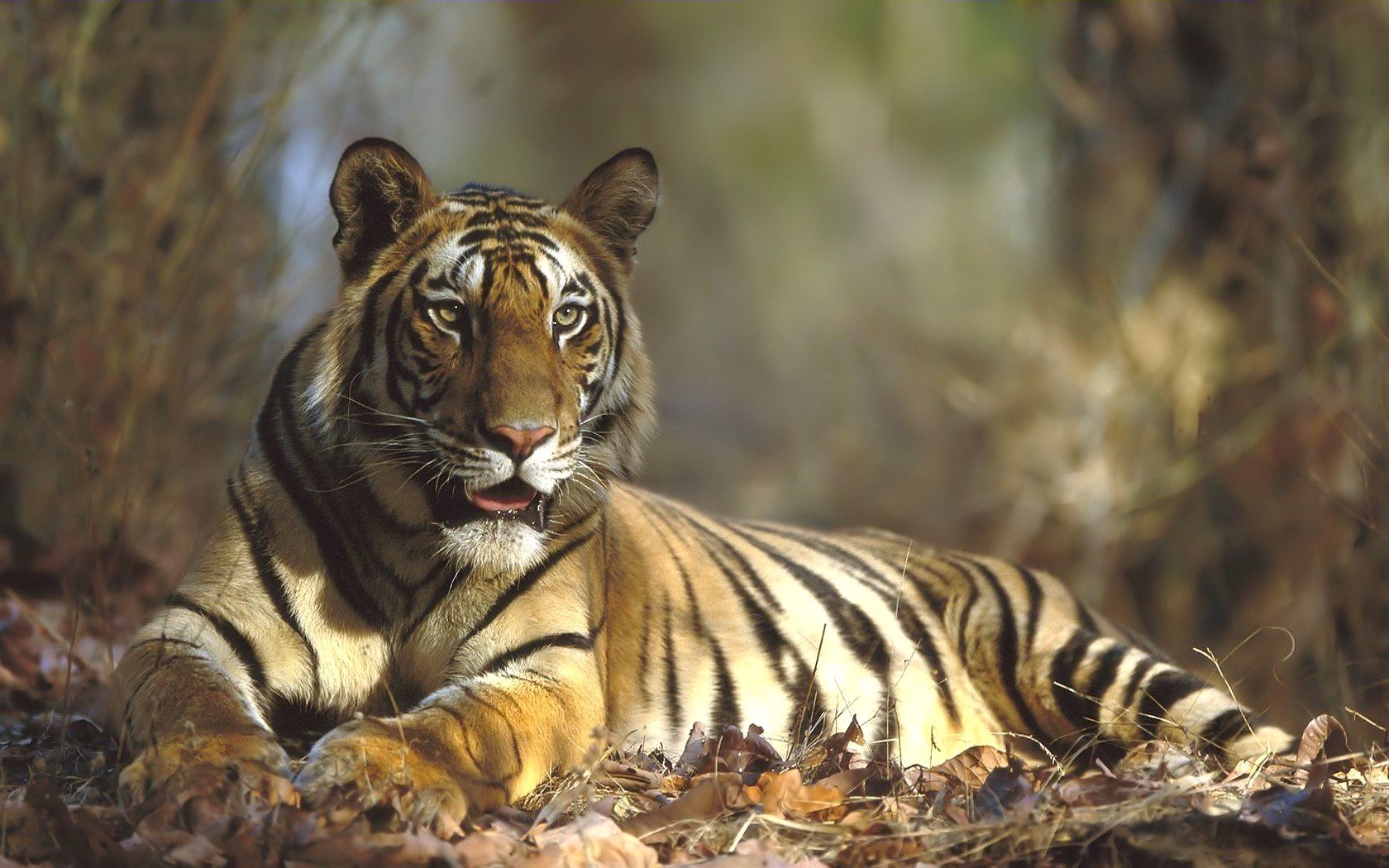 Download mobile wallpaper To Lie Down, Forest, Grass, Lie, Animals, Tiger for free.