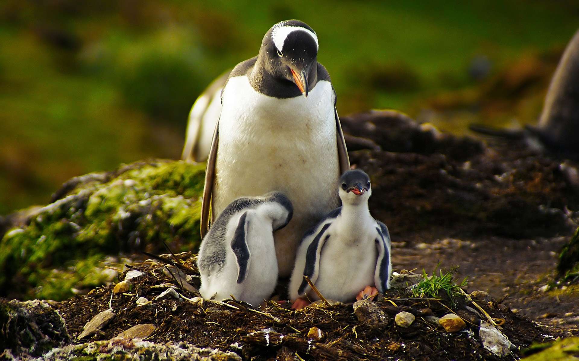 Laden Sie das Pinguin, Vogel, Vögel, Tiere-Bild kostenlos auf Ihren PC-Desktop herunter