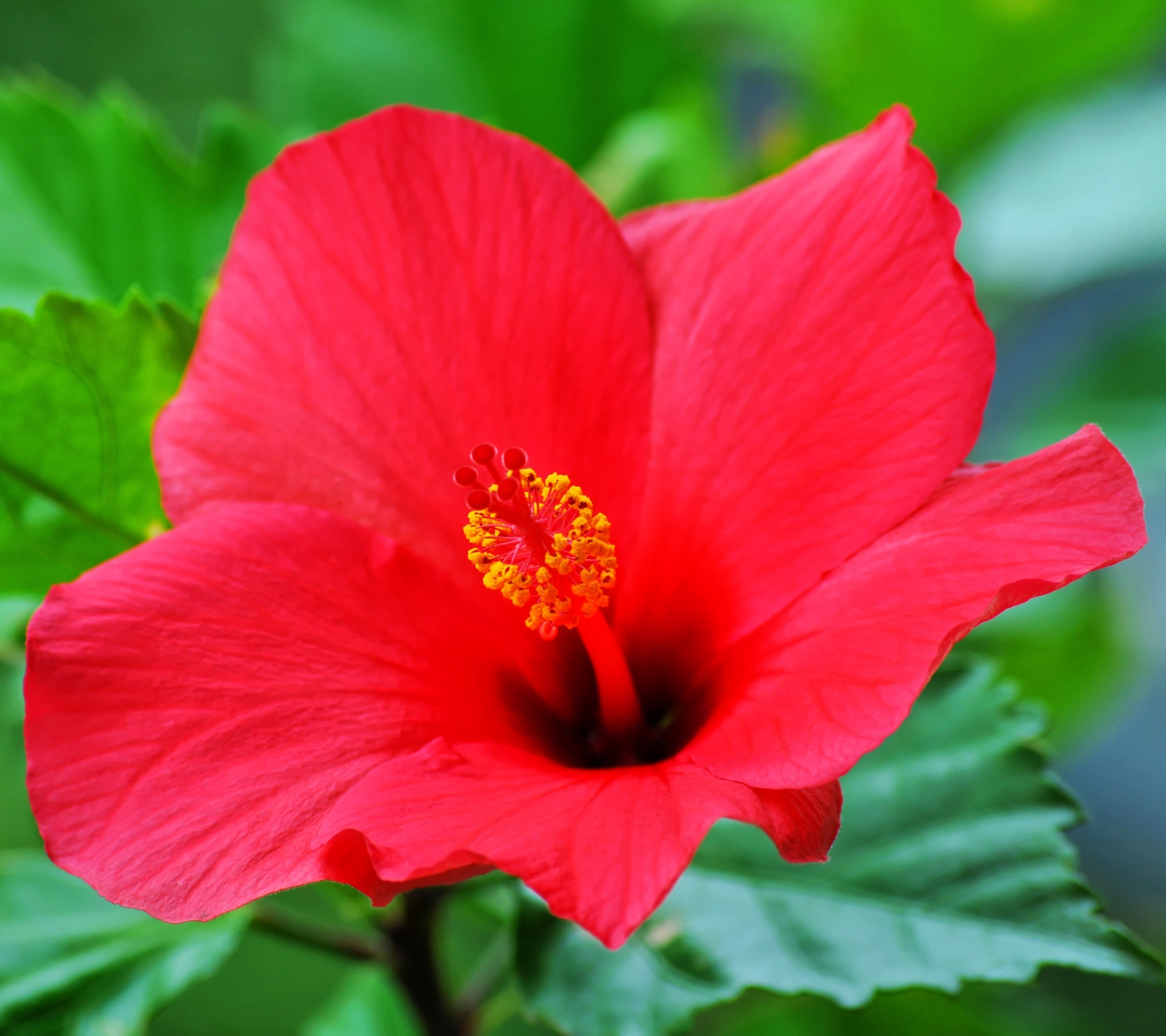 Téléchargez gratuitement l'image Fleurs, Fleur, Fermer, Terre, Hibiscus, Fleur Rouge, Terre/nature sur le bureau de votre PC