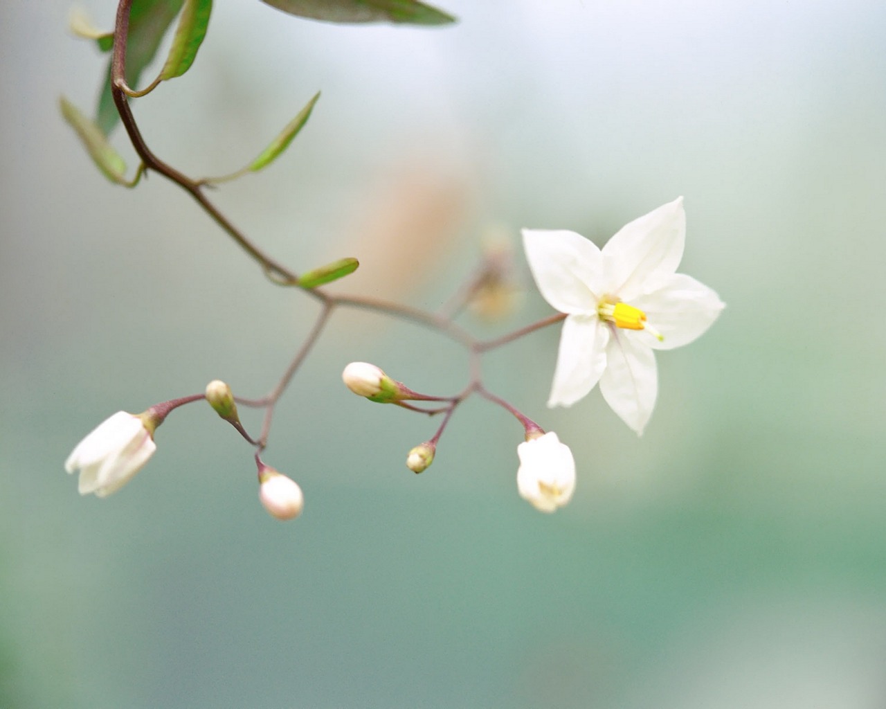 Descarga gratis la imagen Flor, Tierra/naturaleza en el escritorio de tu PC