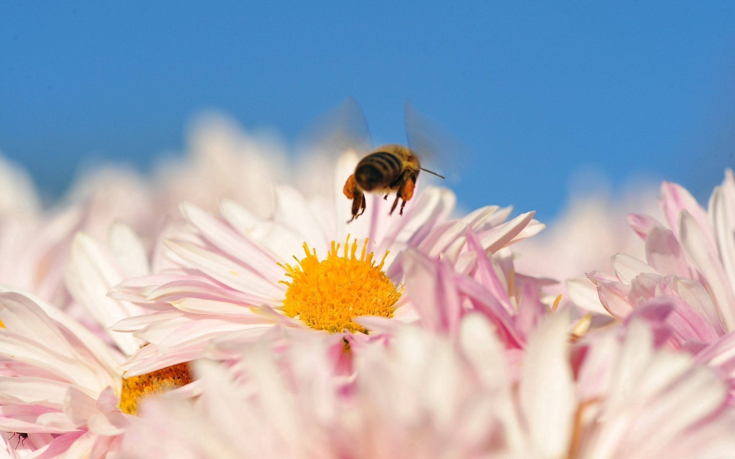 Скачать обои бесплатно Опыление, Полет, Макро, Пчела, Цветок, Насекомое картинка на рабочий стол ПК