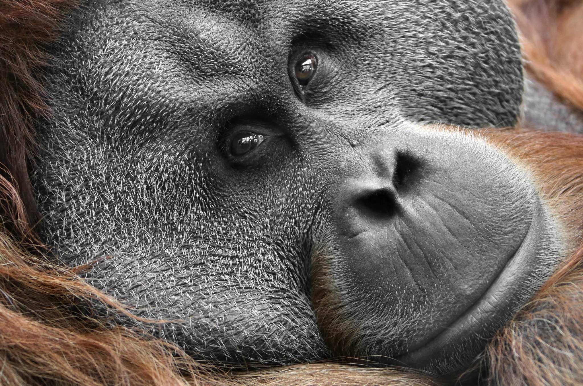 Laden Sie das Tiere, Nahansicht, Gesicht, Primas, Affen, Orang Utan-Bild kostenlos auf Ihren PC-Desktop herunter