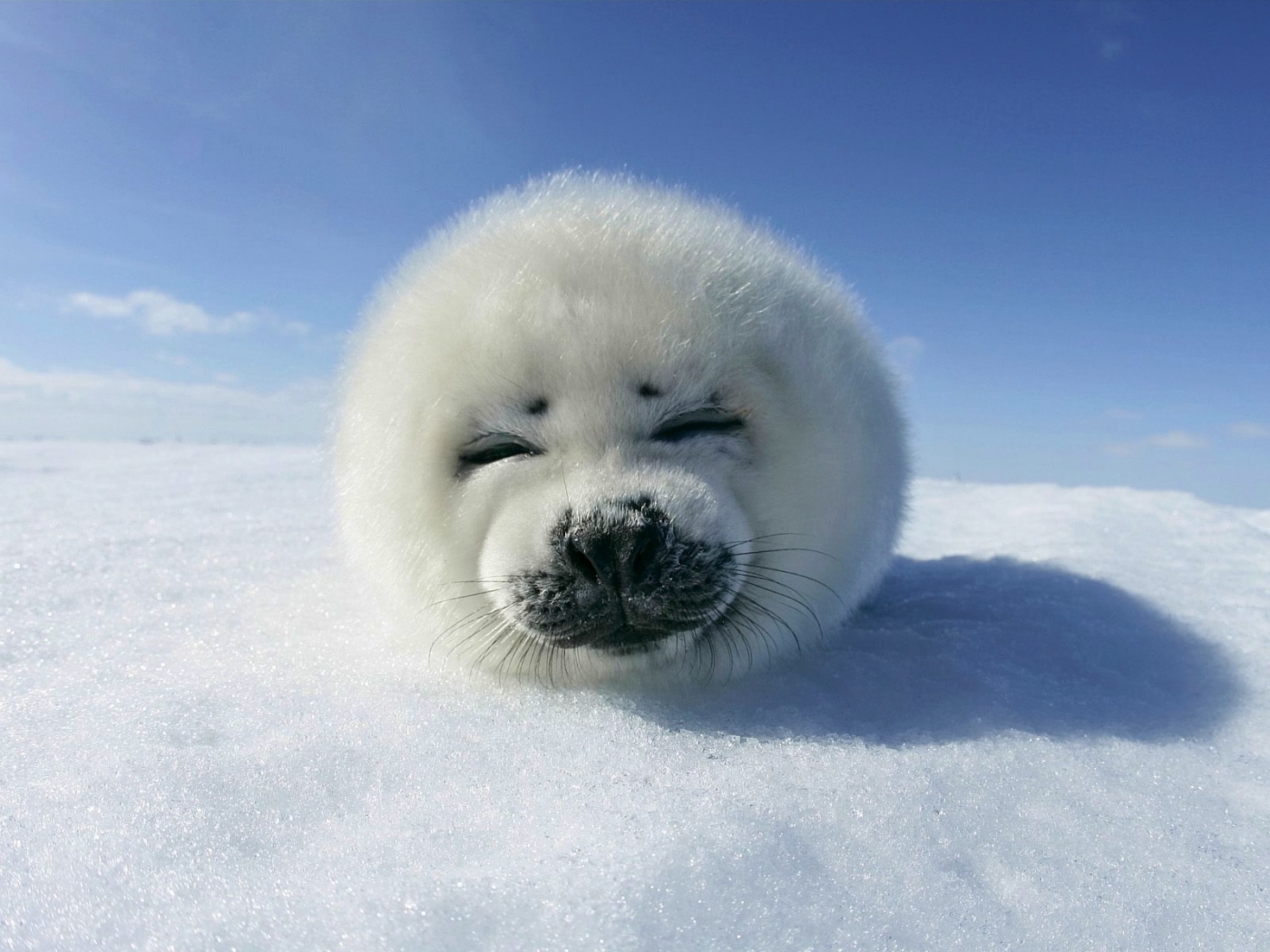 25294 скачать картинку животные, тюлени, снег - обои и заставки бесплатно