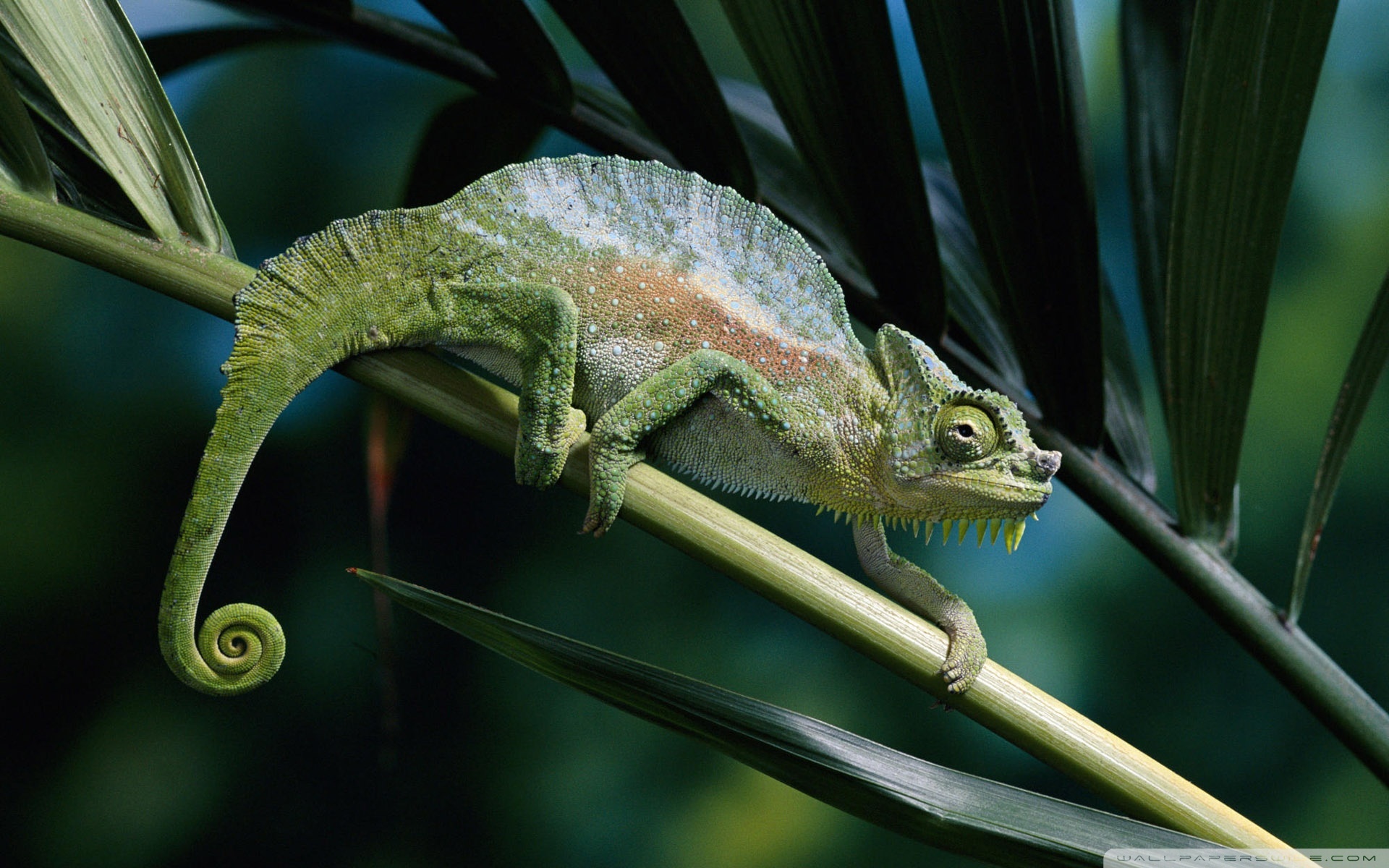 Descarga gratis la imagen Animales, Lagarto, Camaleón, Reptiles en el escritorio de tu PC