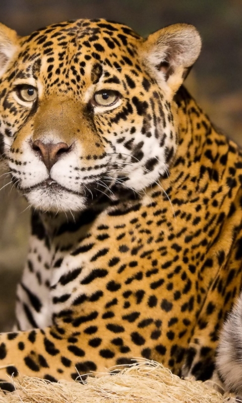 Download mobile wallpaper Cats, Jaguar, Animal for free.