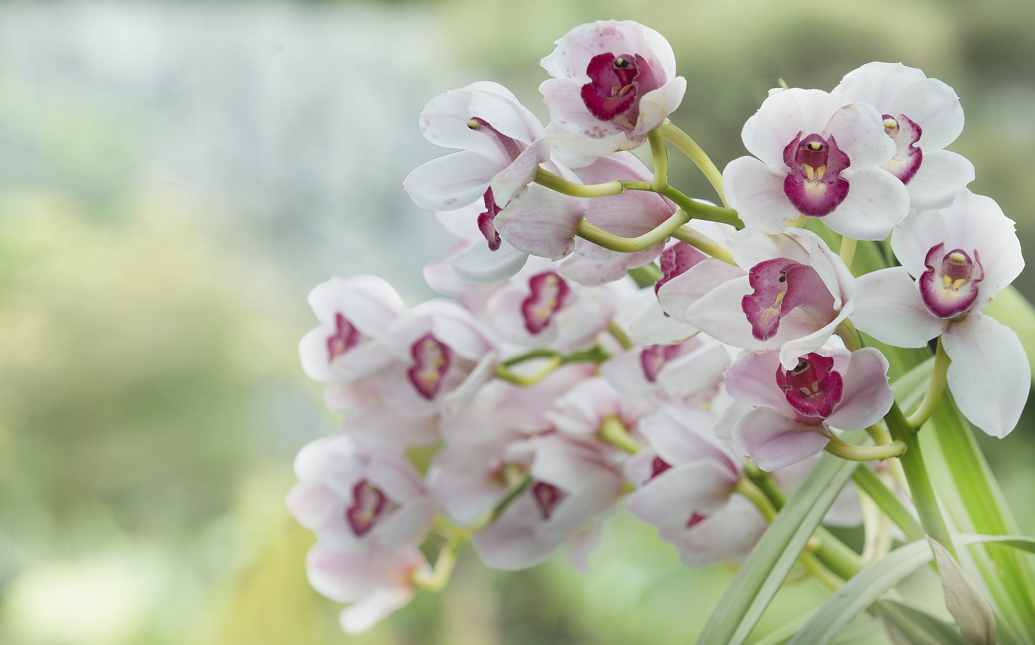 Descarga gratis la imagen Flores, Flor, Orquídea, Tierra/naturaleza en el escritorio de tu PC