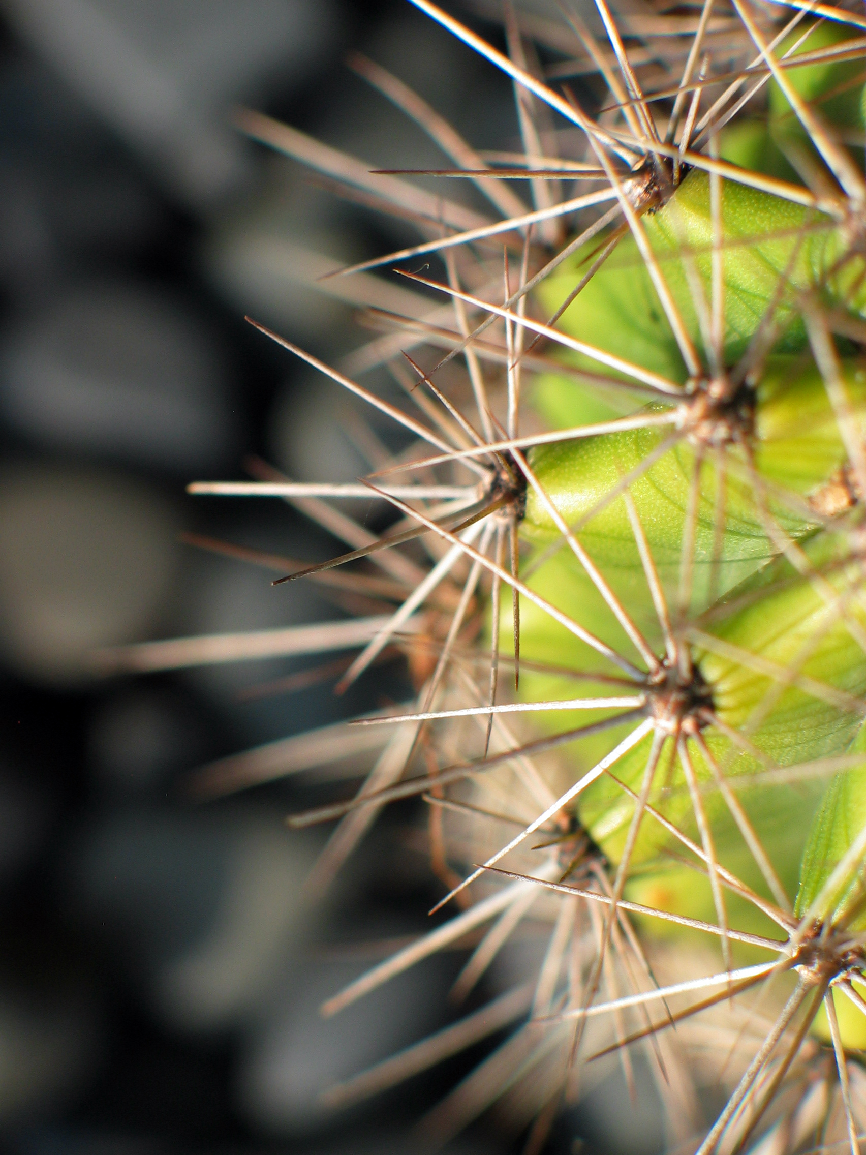 needle, plant, macro, cactus