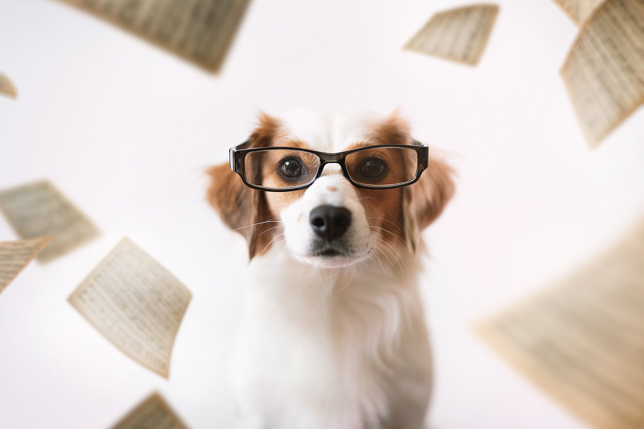 Download mobile wallpaper Dogs, Dog, Animal, Glasses for free.
