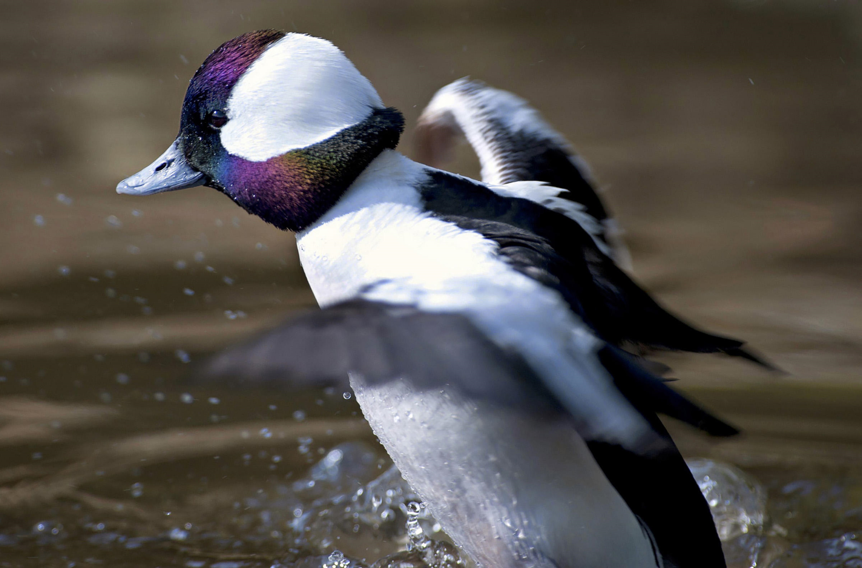 Baixar papel de parede para celular de Animais, Aves, Pato gratuito.