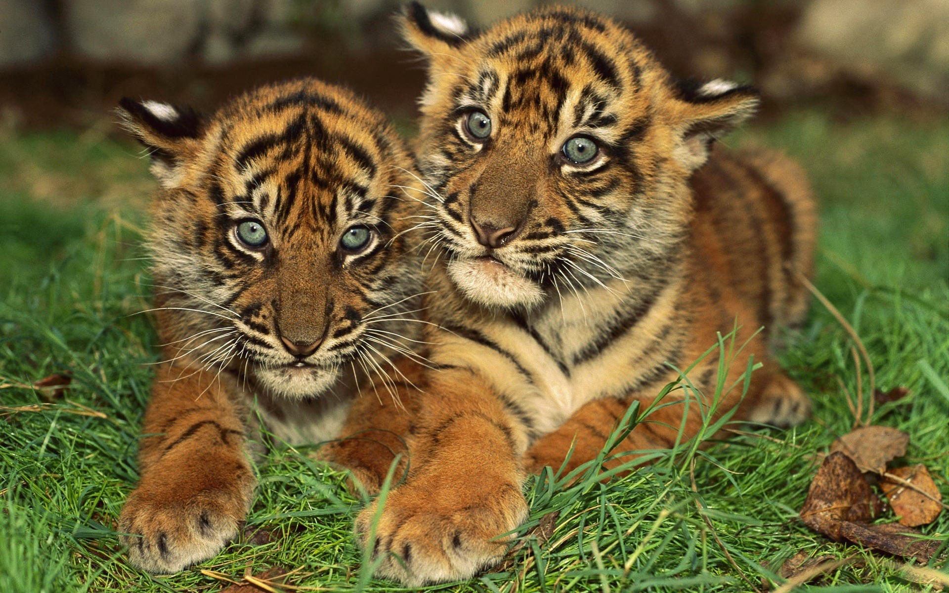49061 Hintergrundbilder und Tigers Bilder auf dem Desktop. Laden Sie  Bildschirmschoner kostenlos auf den PC herunter