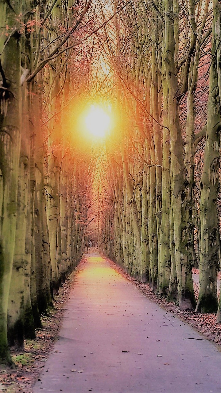 Download mobile wallpaper Sunset, Sun, Road, Tree, Birch, Man Made, Tree Lined for free.