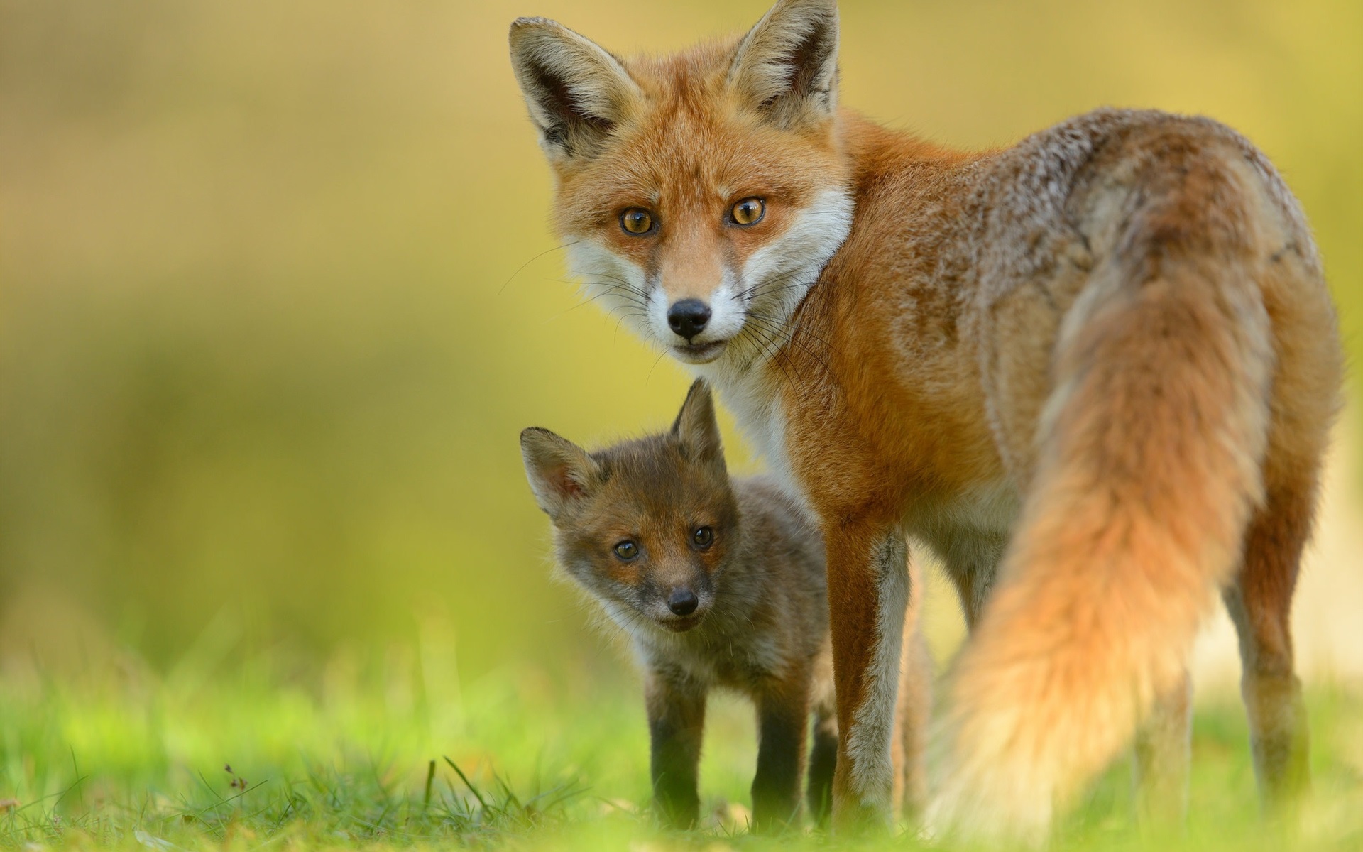 fox, red fox, animal, baby animal