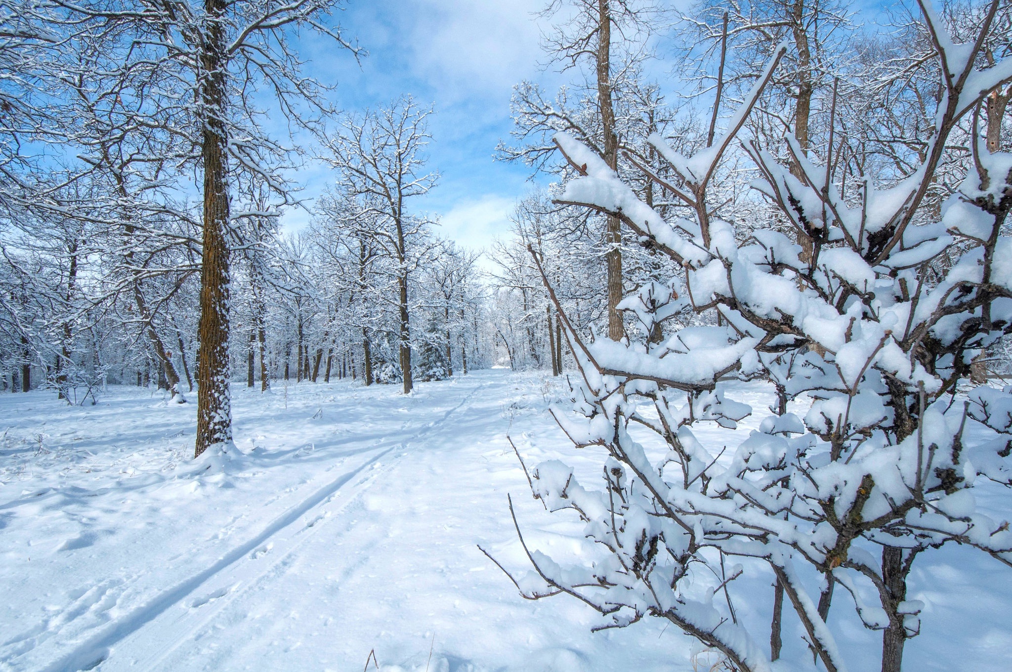 Скачати мобільні шпалери Зима, Природа, Сніг, Ліс, Земля, Шлях безкоштовно.