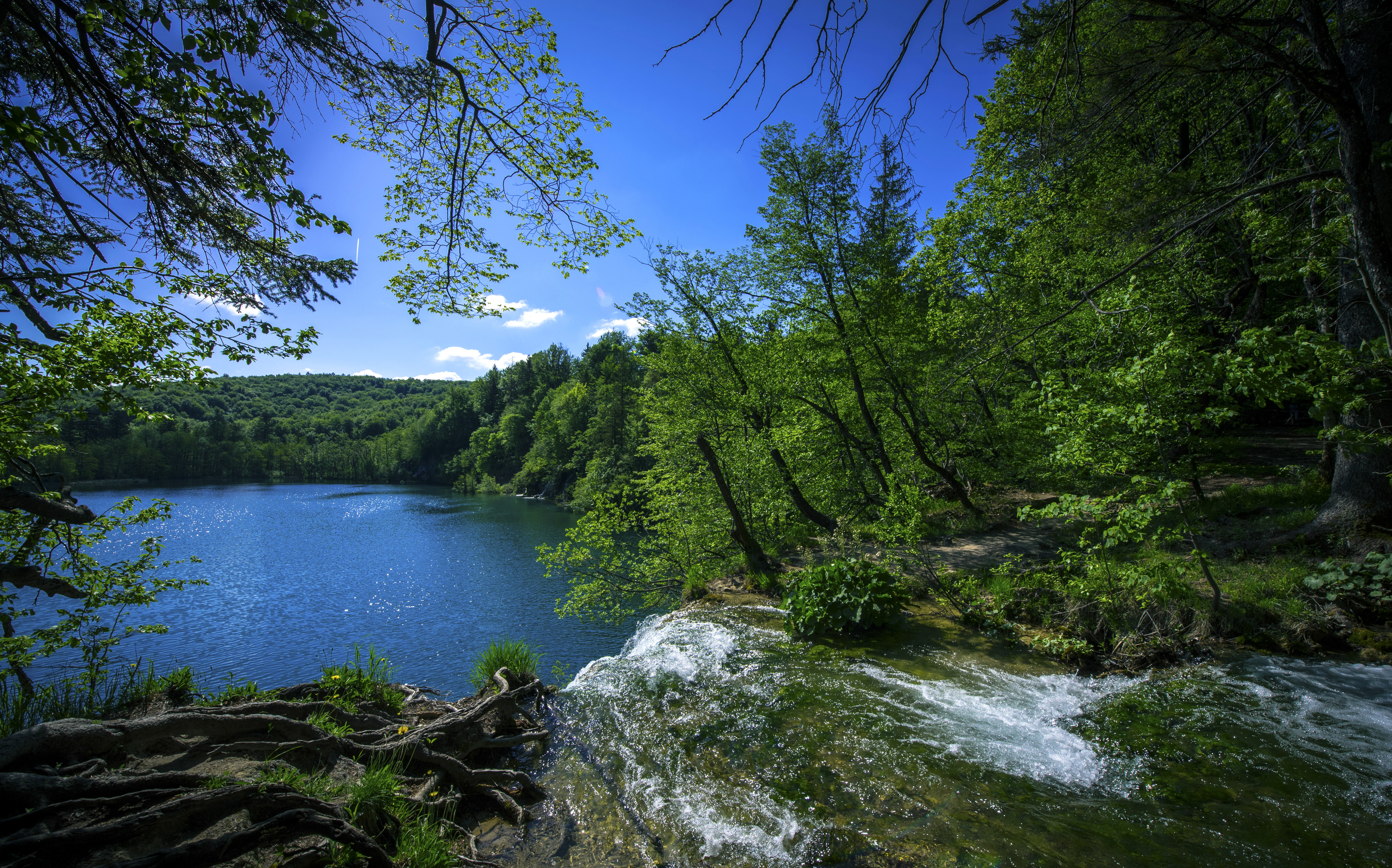 greenery, earth, plitvice lake, croatia, lake, tree