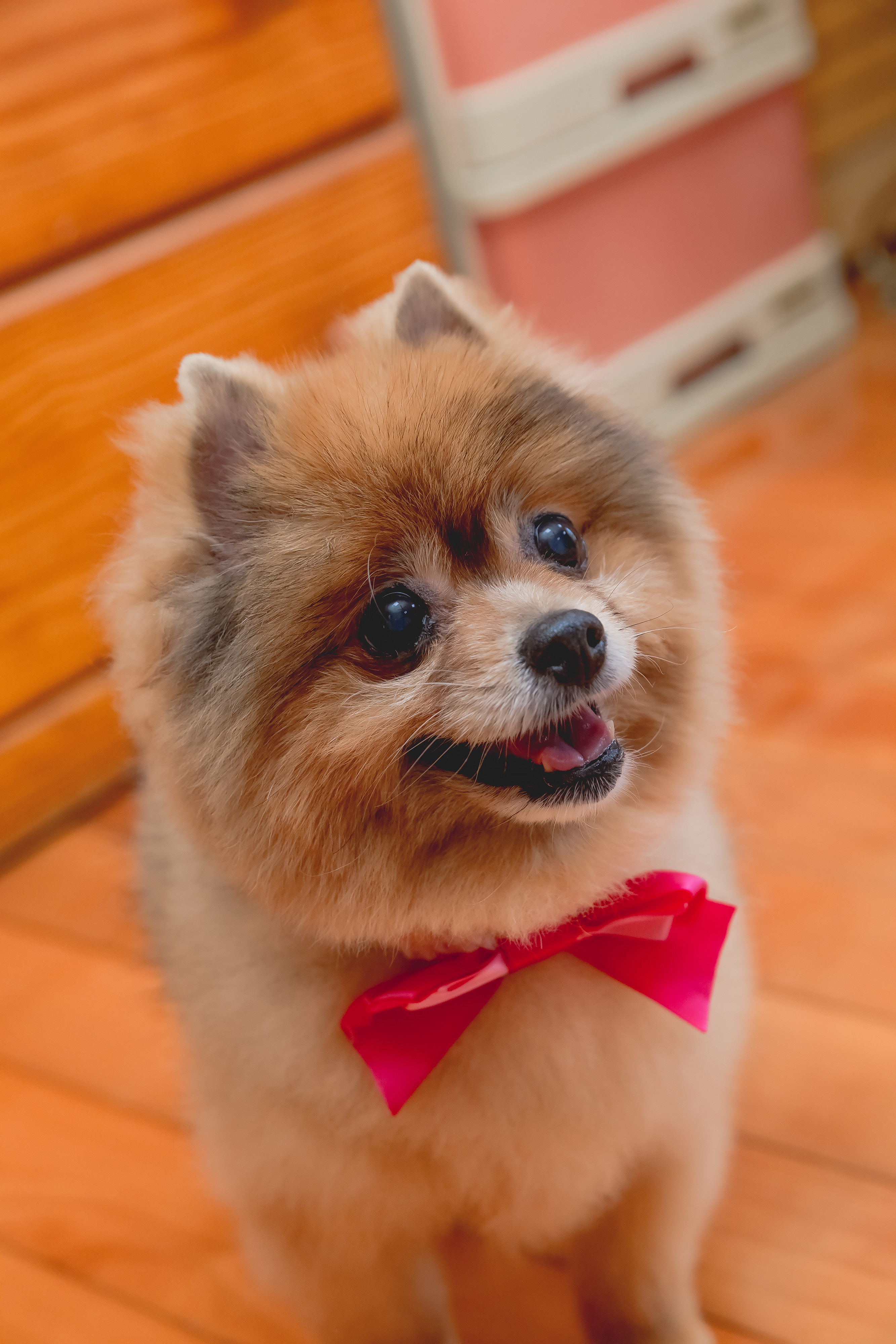 dog, animals, protruding tongue, tongue stuck out, bow, spitz