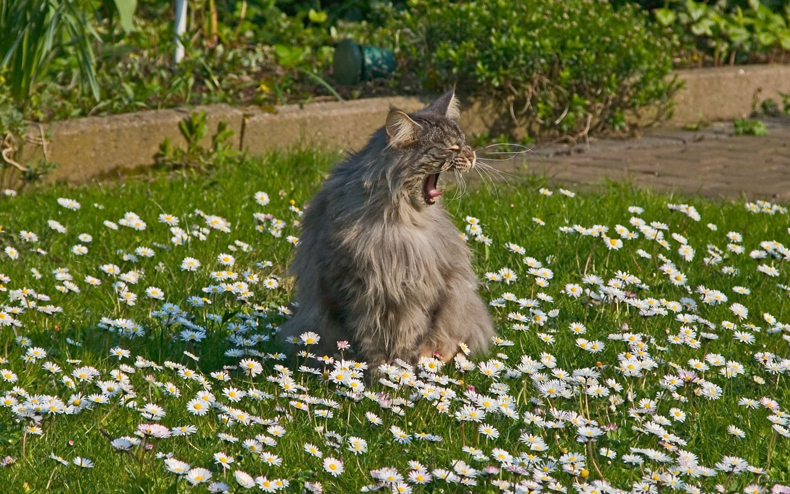 Descarga gratuita de fondo de pantalla para móvil de Animales, Gatos, Gato.