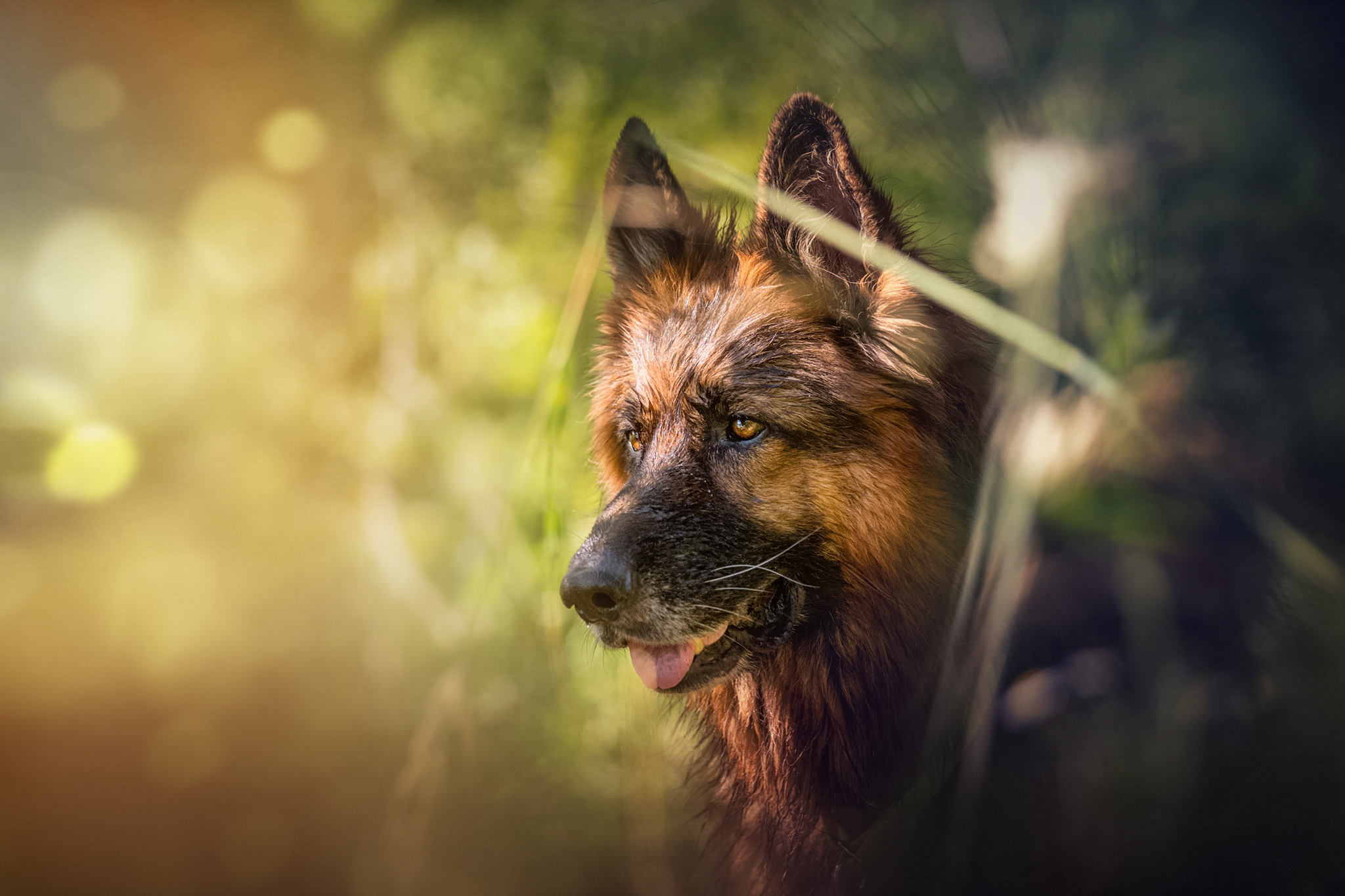 Download mobile wallpaper Dogs, Dog, Animal, Bokeh, German Shepherd for free.