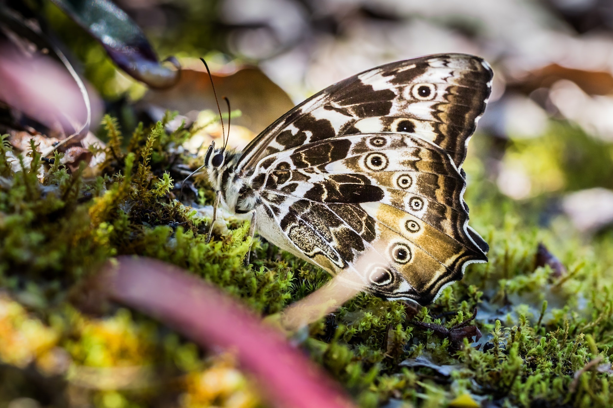 Free download wallpaper Macro, Insect, Butterfly, Animal, Moss on your PC desktop