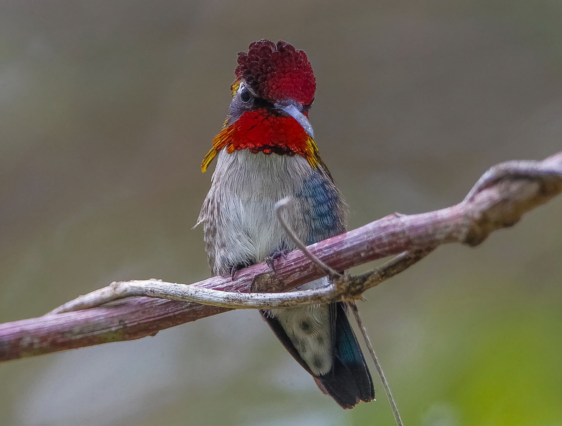 Baixar papel de parede para celular de Animais, Aves, Beija Flor, Pássaro, Ramo gratuito.