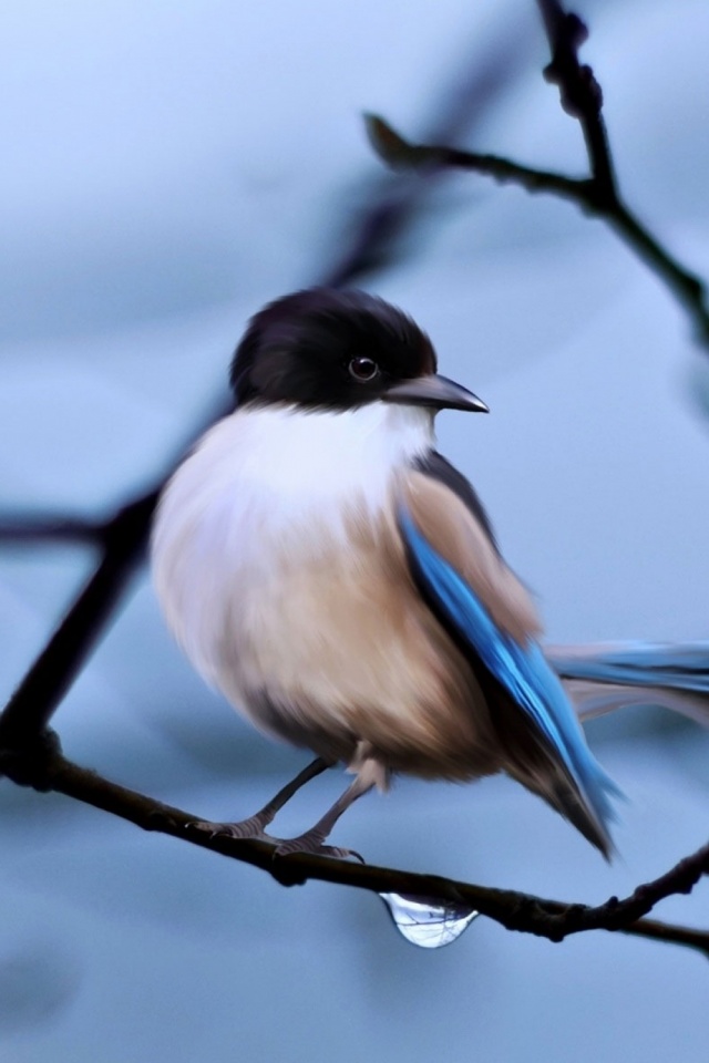 Download mobile wallpaper Birds, Bird, Animal, Water Drop for free.