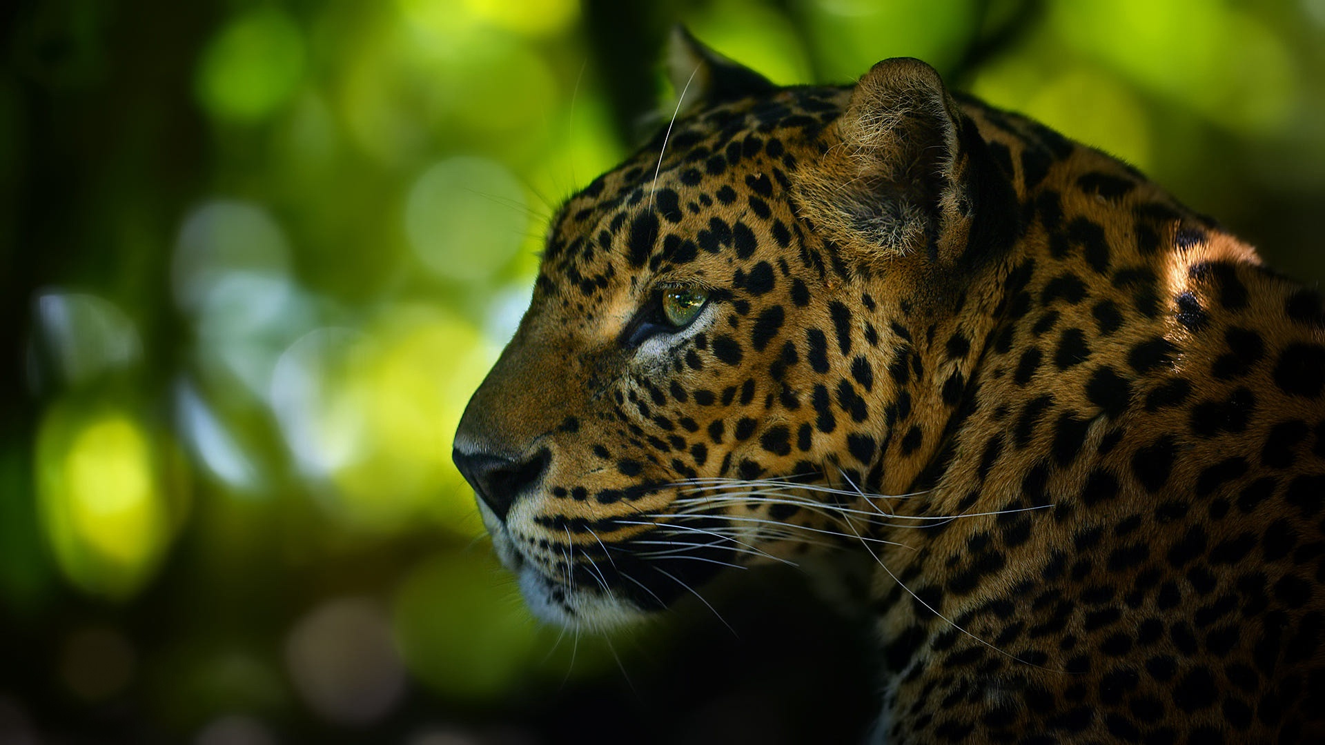 Baixar papel de parede para celular de Leopardo, Gatos, Animais gratuito.