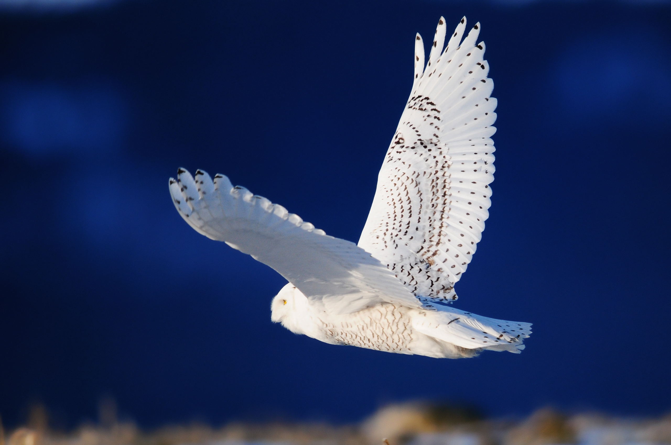 233153 Bild herunterladen tiere, schnee eule, vögel - Hintergrundbilder und Bildschirmschoner kostenlos