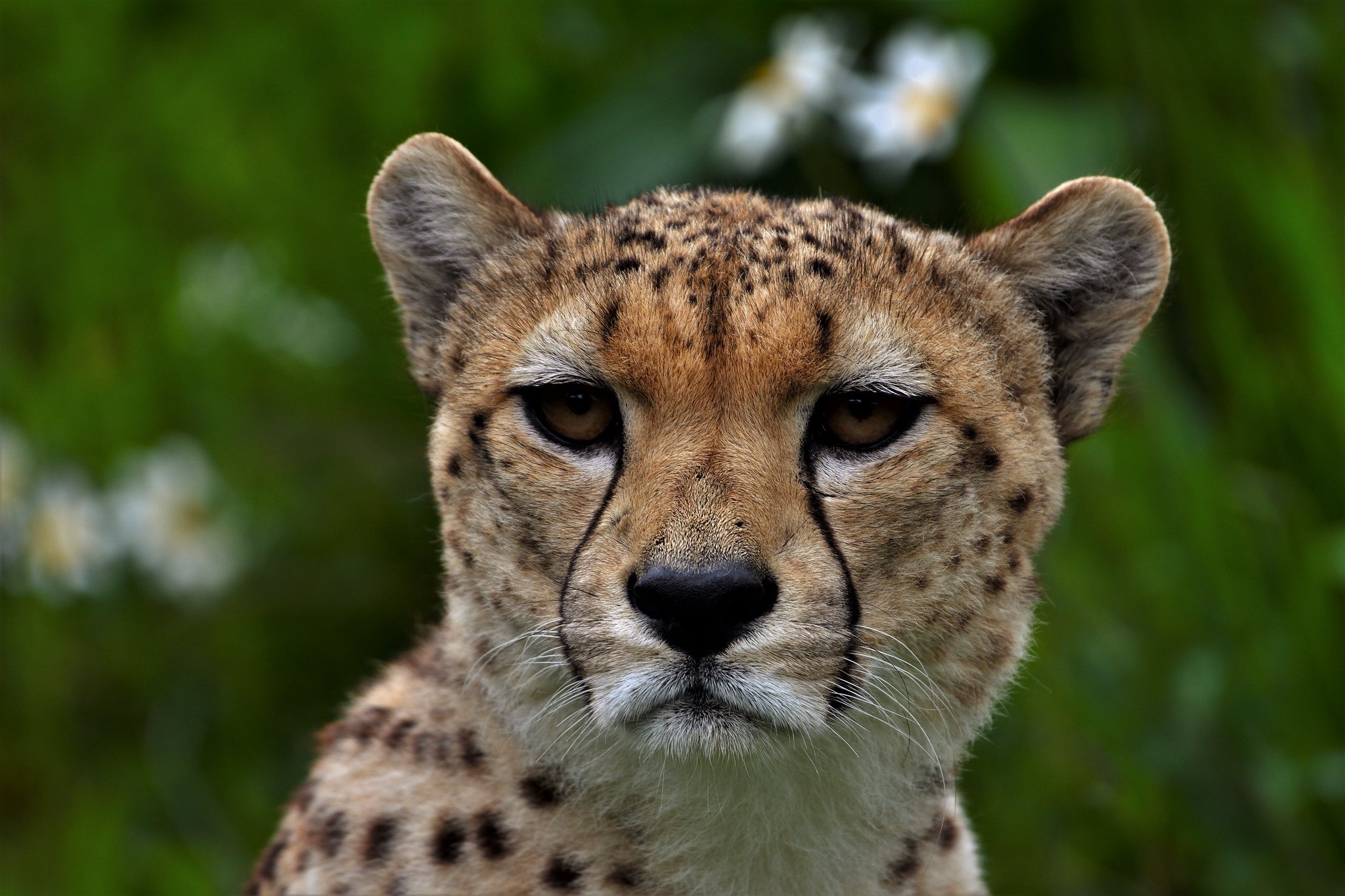 Laden Sie das Tiere, Katzen, Gepard-Bild kostenlos auf Ihren PC-Desktop herunter