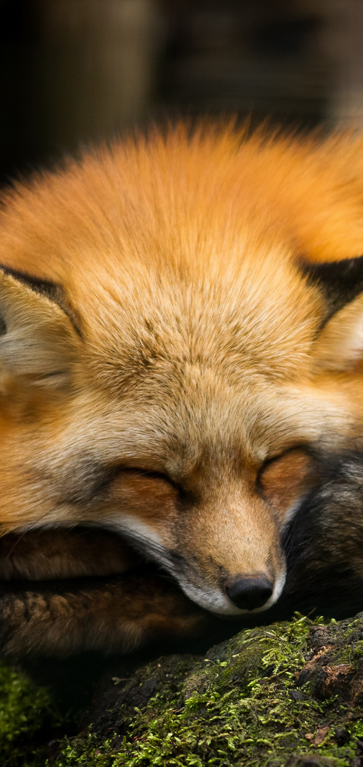 Download mobile wallpaper Fox, Animal, Sleeping, Cute for free.