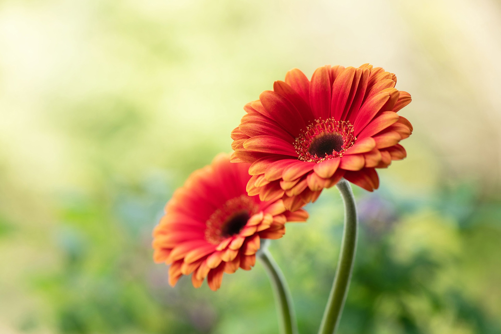 Descarga gratis la imagen Flores, Gerberas, Tierra/naturaleza en el escritorio de tu PC