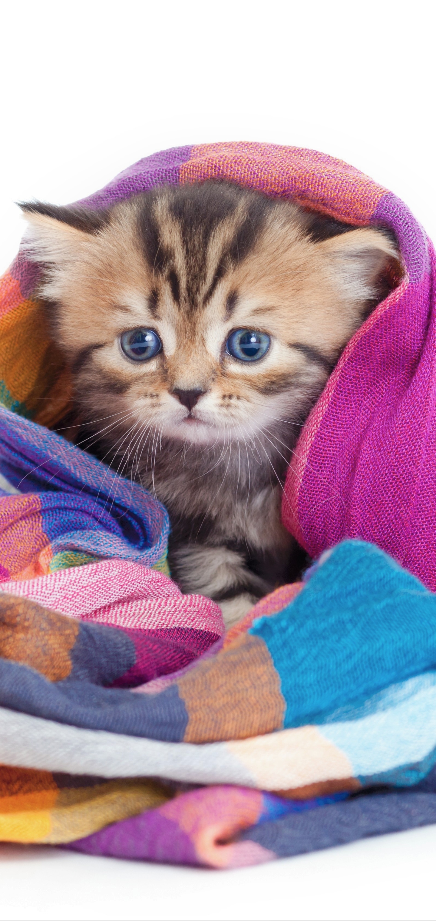 1152229 скачать картинку животные, кошка, детеныш животного, милый, милые, котенок, одеяло, кошки - обои и заставки бесплатно