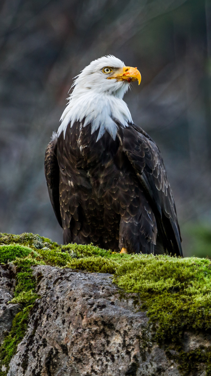 Handy-Wallpaper Tiere, Vögel, Weißkopfseeadler kostenlos herunterladen.