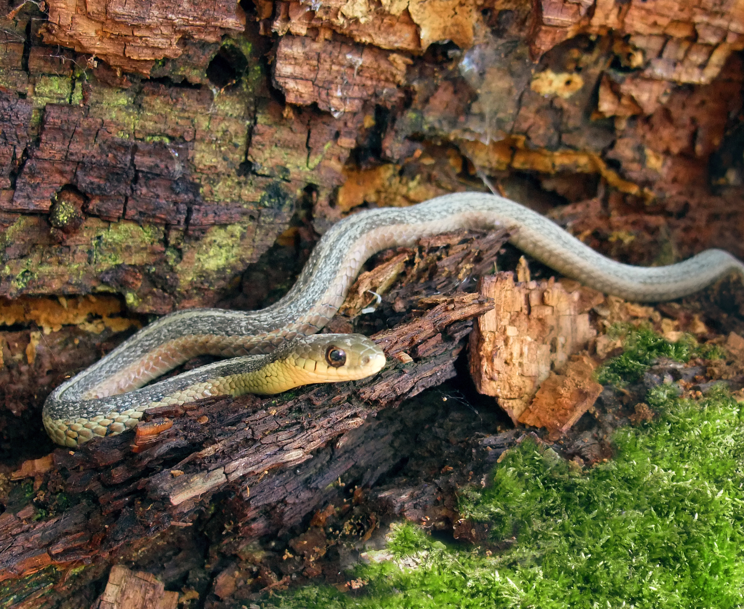 Téléchargez gratuitement l'image Animaux, Serpent, Reptiles sur le bureau de votre PC