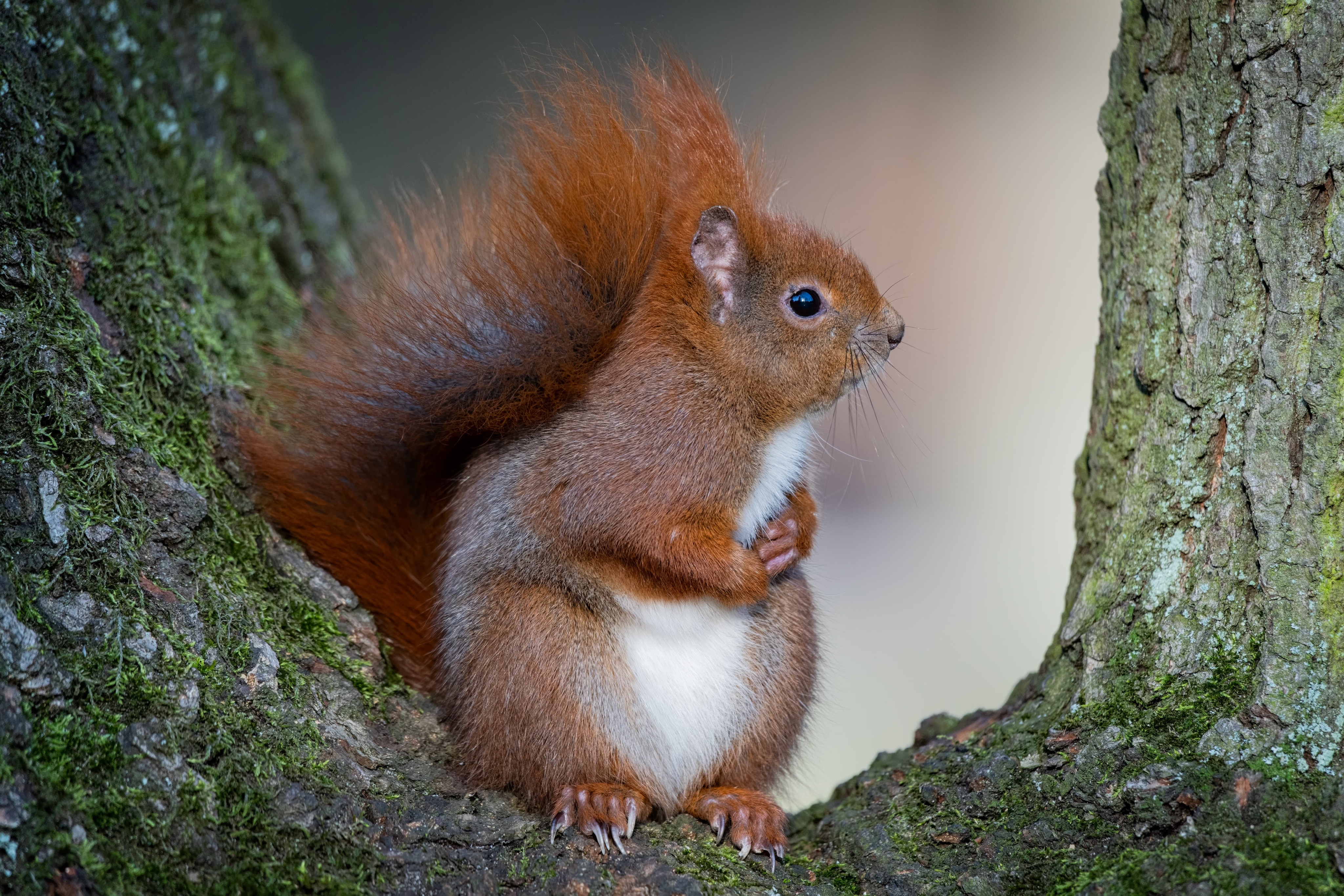 Download mobile wallpaper Squirrel, Animal, Rodent for free.