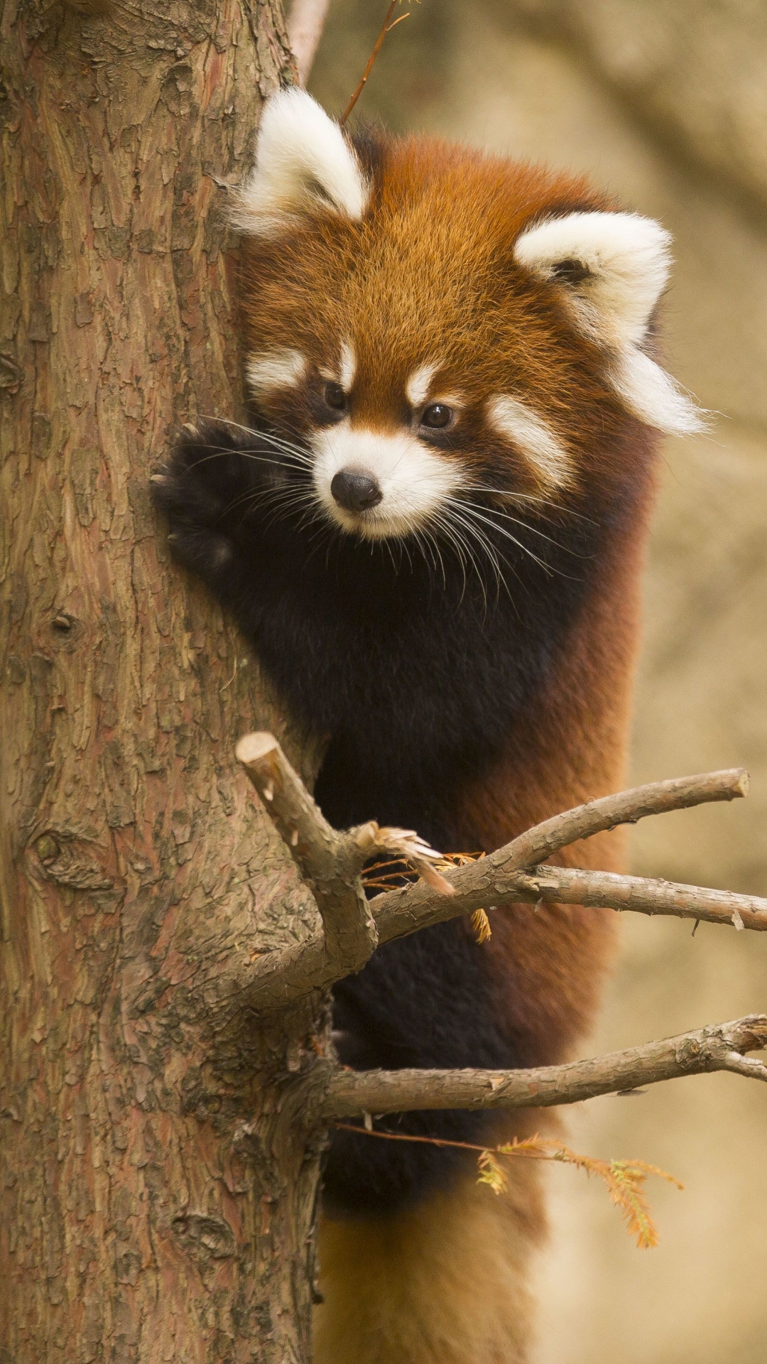 Handy-Wallpaper Tiere, Zoo, Kleiner Panda kostenlos herunterladen.