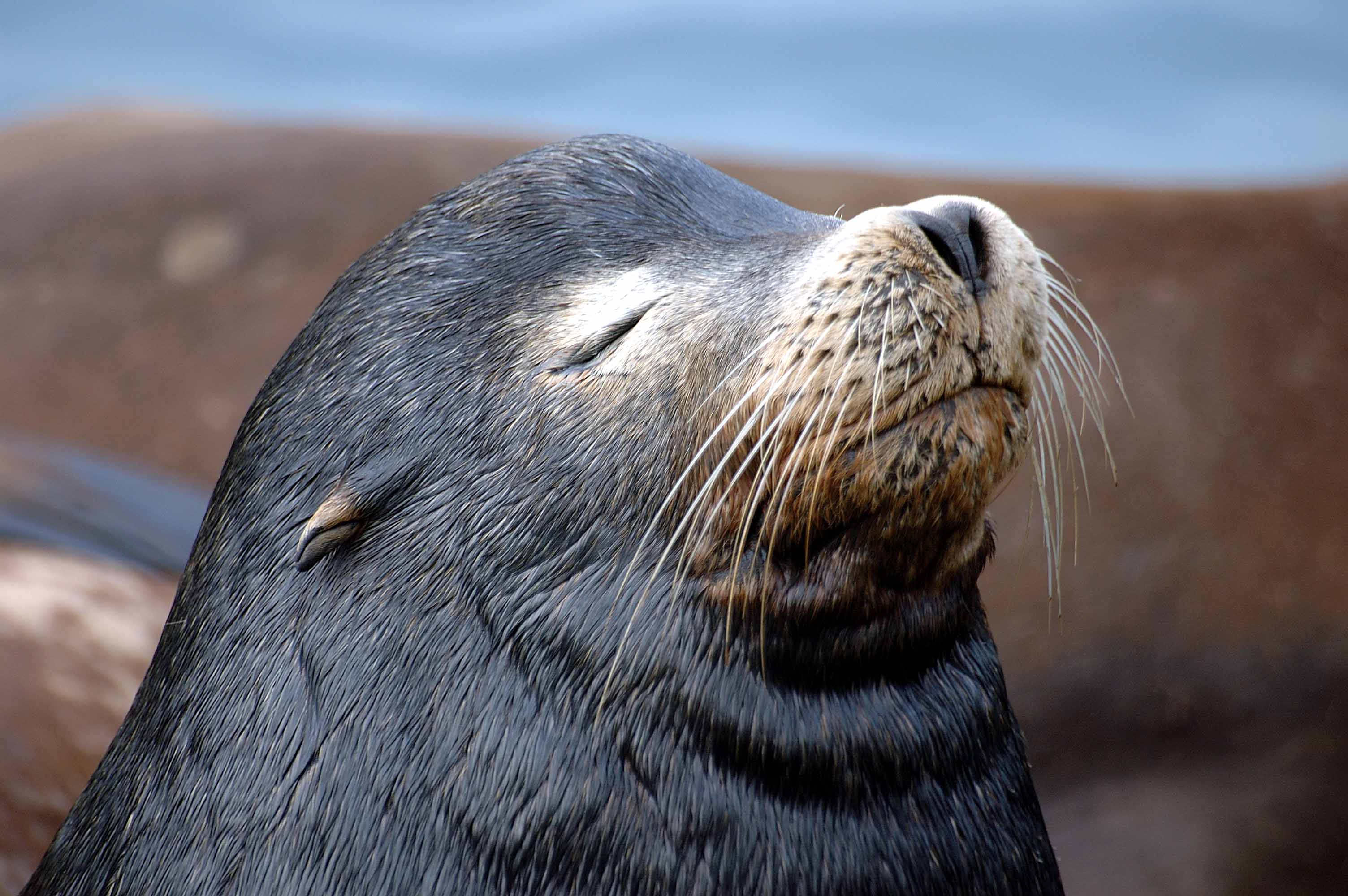 276321 descargar imagen animales, foca, focas: fondos de pantalla y protectores de pantalla gratis
