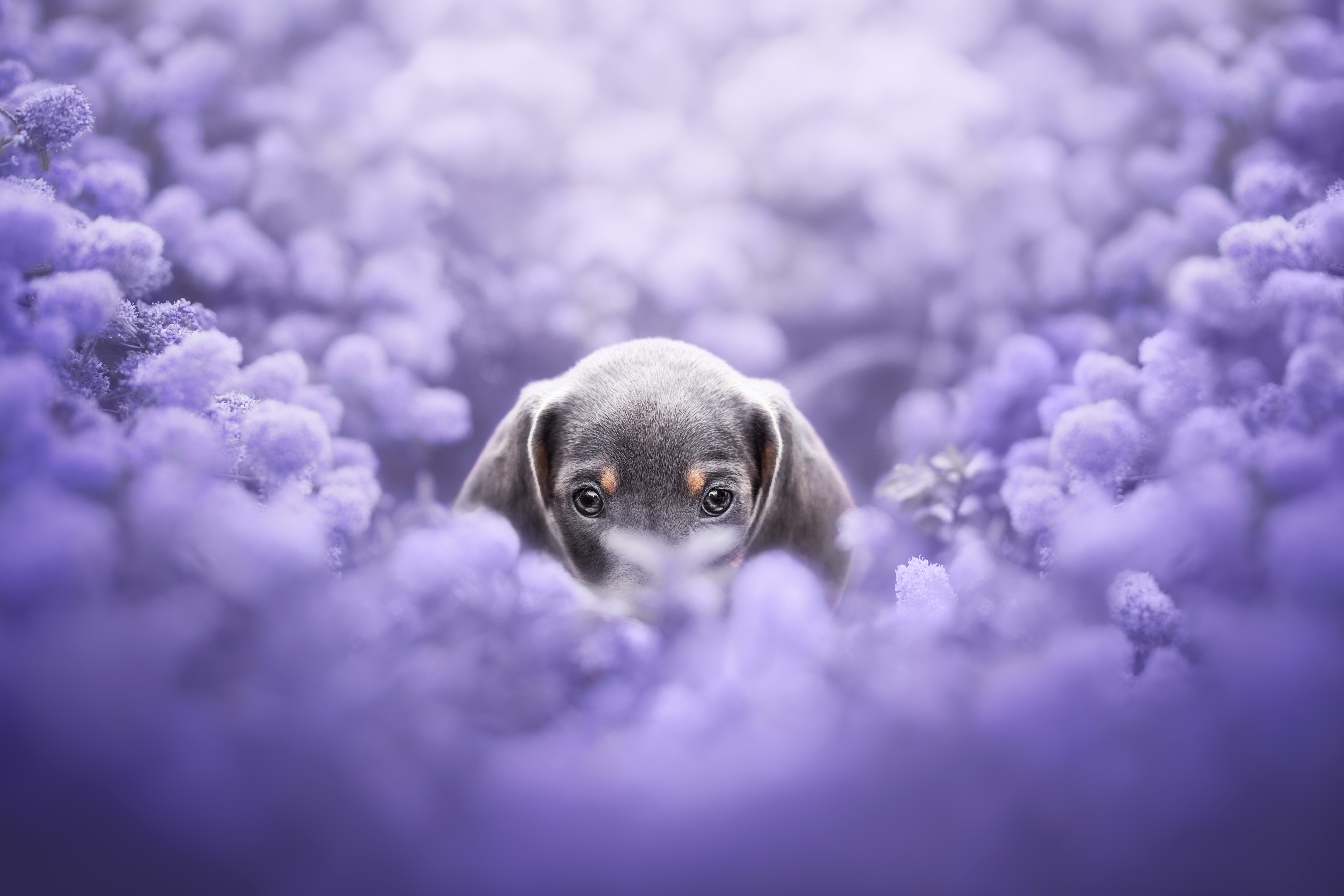 PCデスクトップに動物, 犬, 子犬, 赤ちゃん動物, ダックスフンド, 紫色の花画像を無料でダウンロード