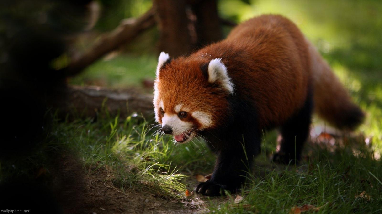 Baixe gratuitamente a imagem Animais, Panda Vermelho na área de trabalho do seu PC