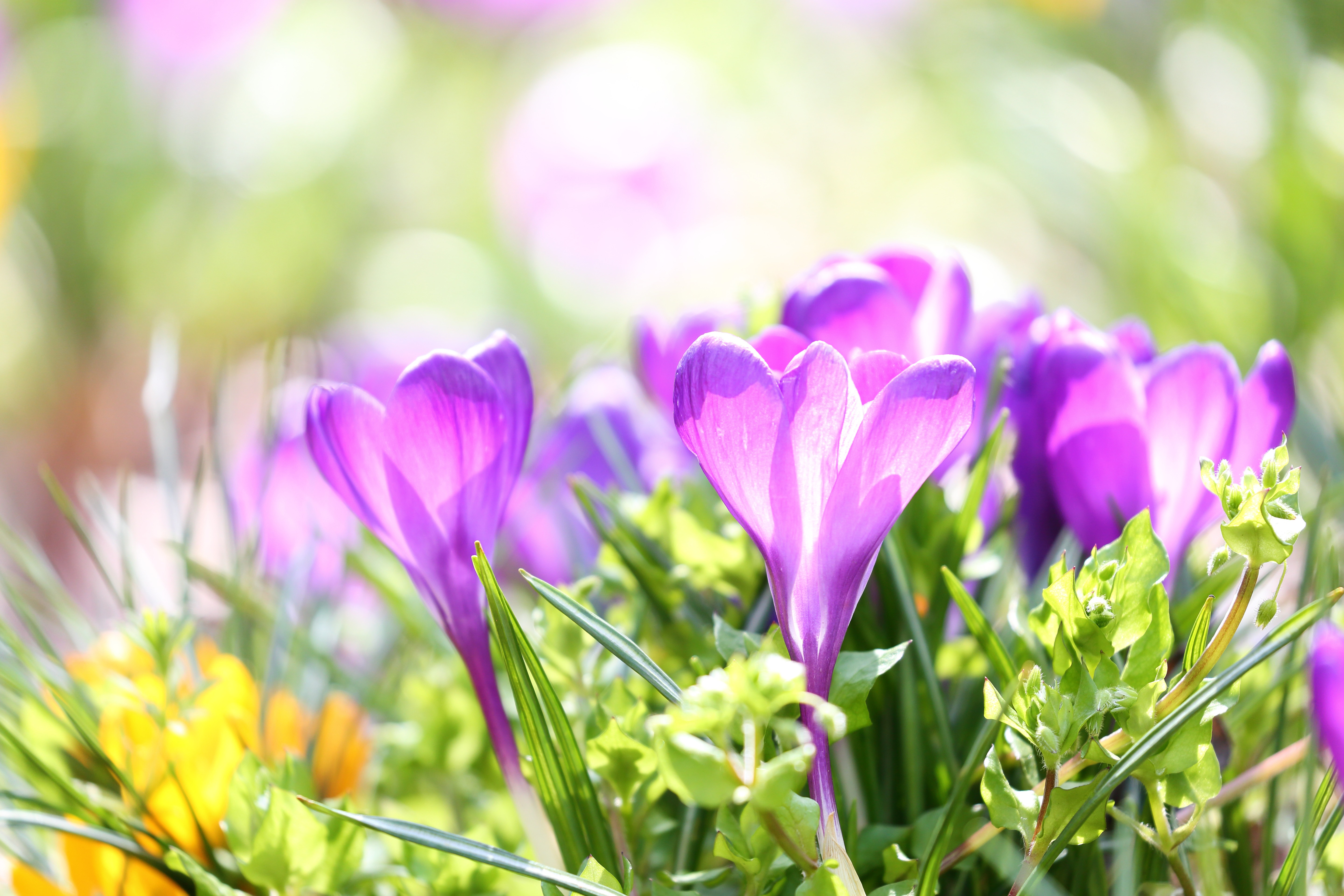 PCデスクトップに自然, フラワーズ, 花, 大きい, 地球, 春, クロッカス, 紫色の花画像を無料でダウンロード
